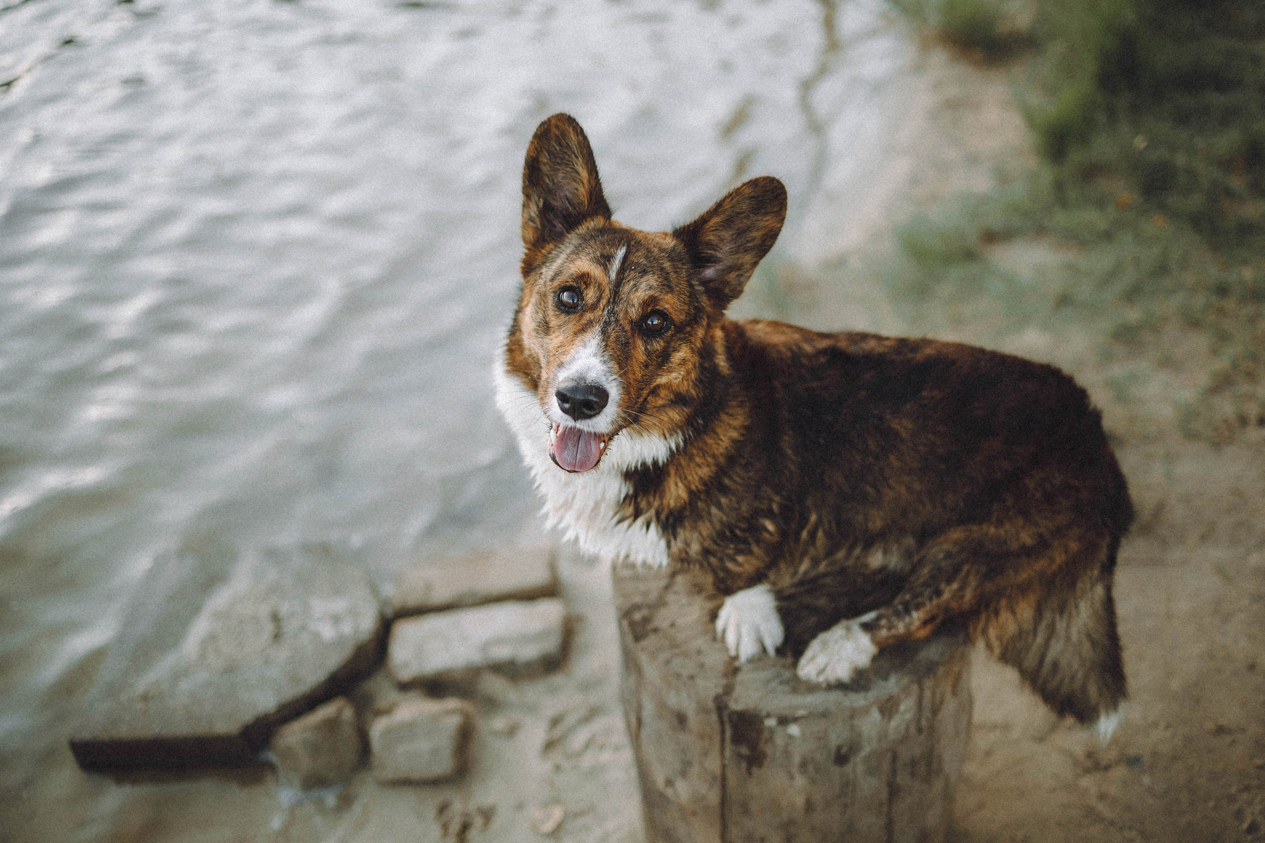 Таня, Ерш и Оллик