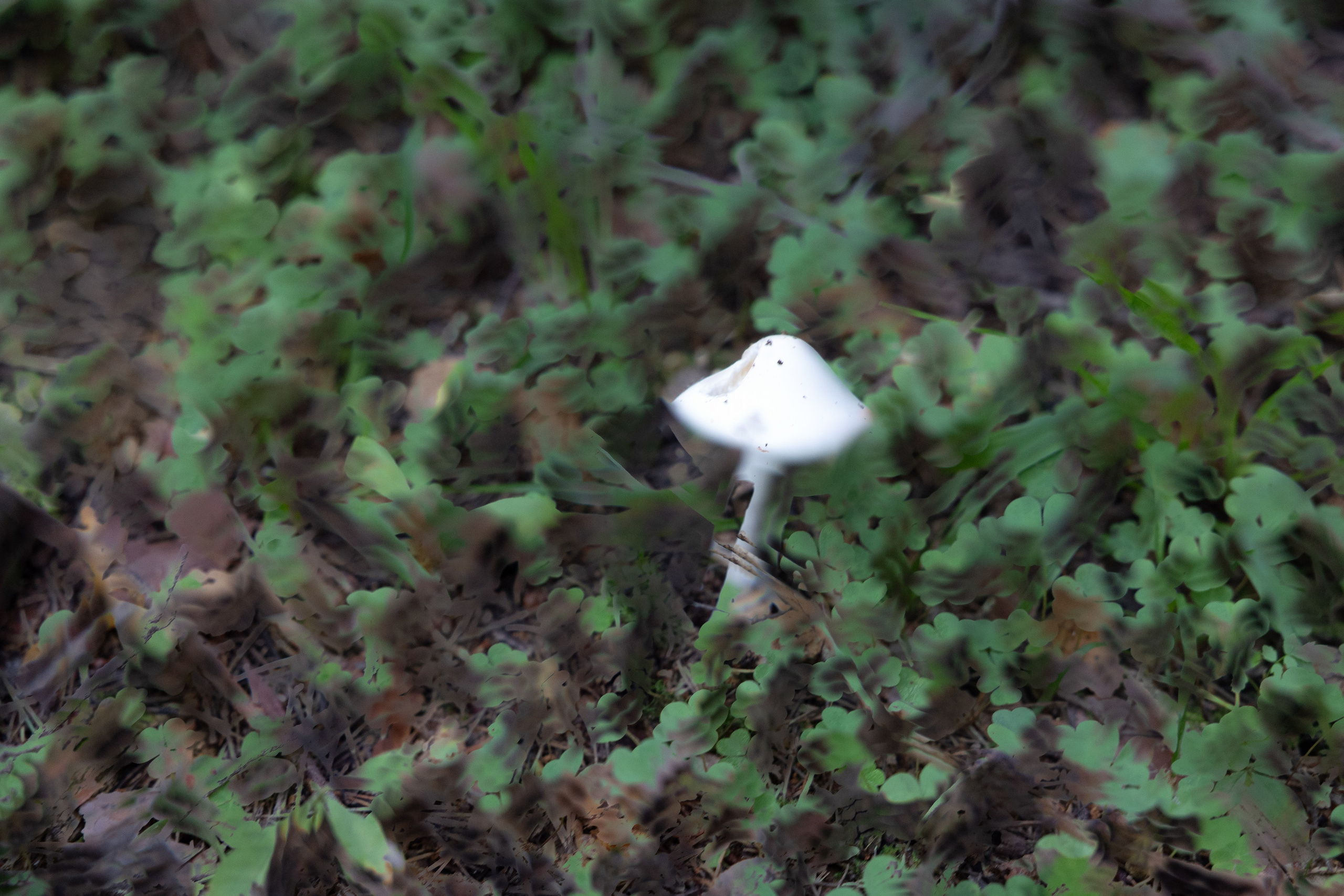 Art prints. Фотограф алина стерхова, алина стерхова фотограф, фотограф москва