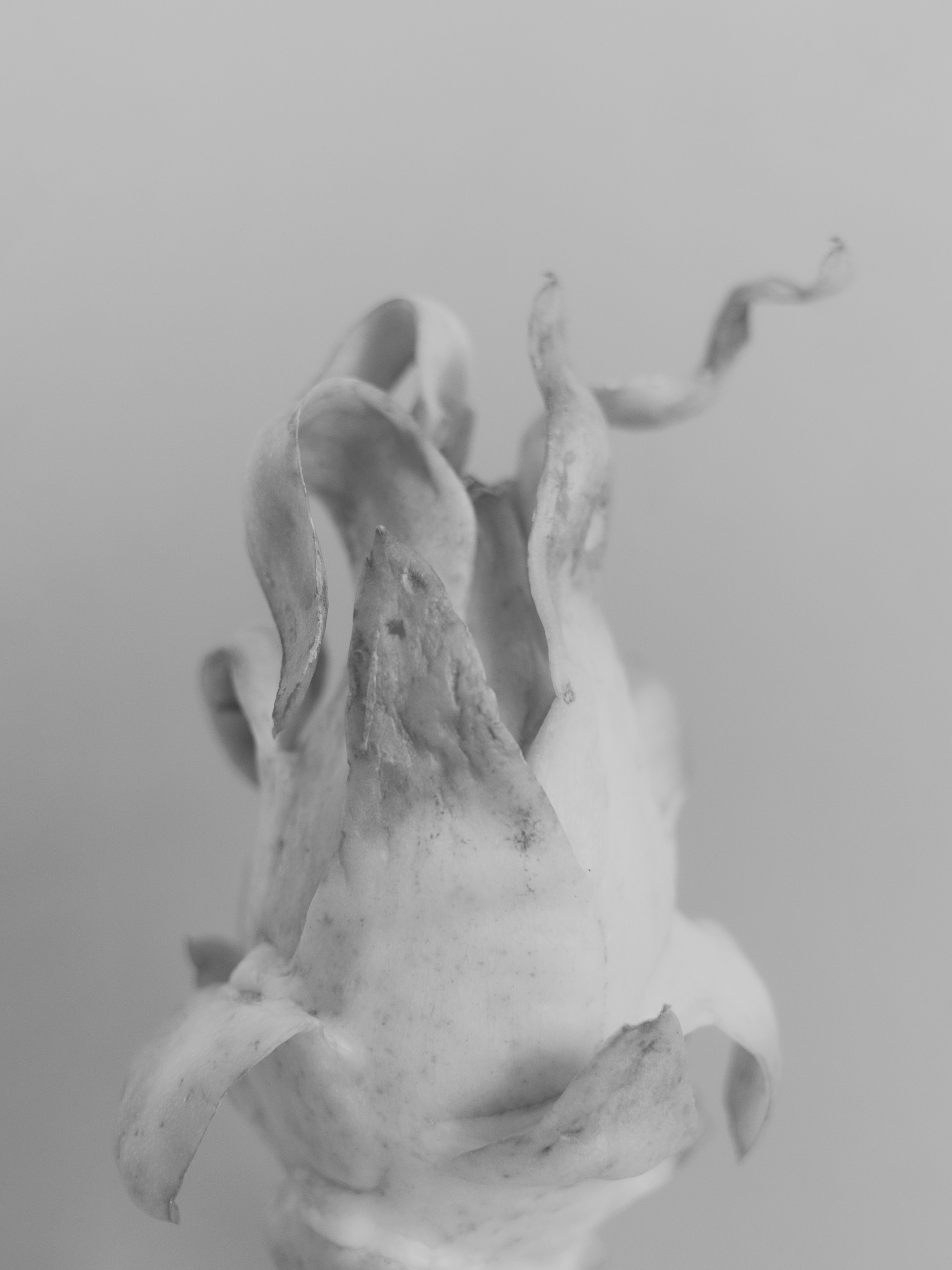 Art prints. Фотограф алина стерхова, алина стерхова фотограф, фотограф москва