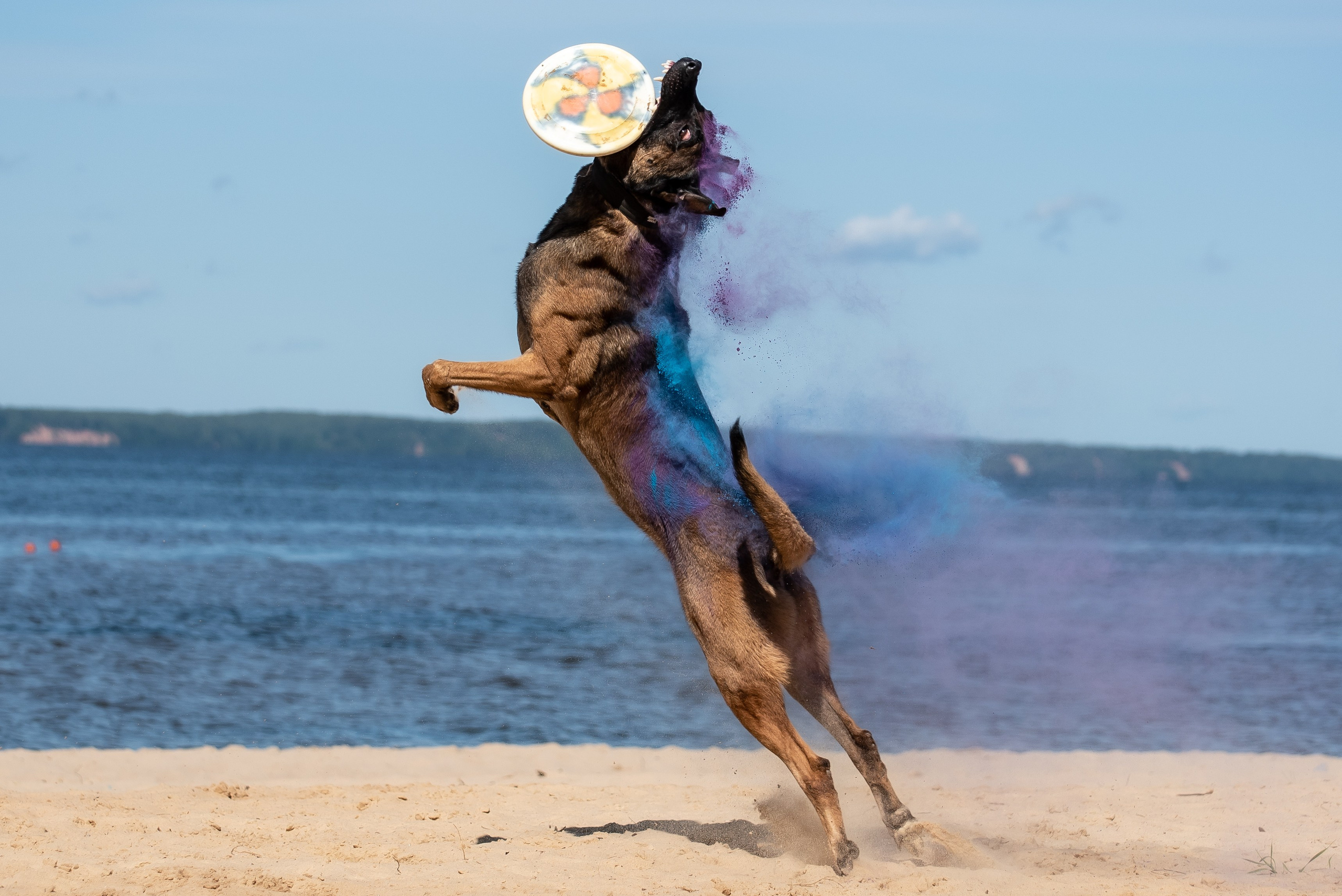 Фотосессия краски холи с собакой. Фотограф Макс Огурцов в Нижнем Новгороде