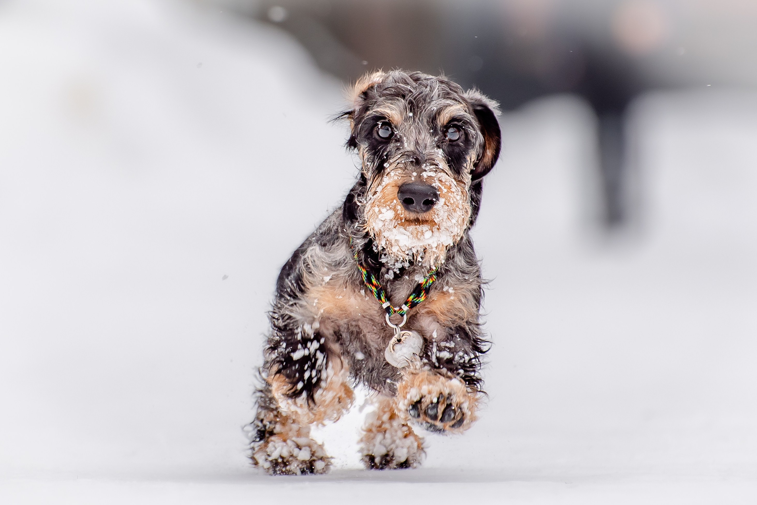 Фотограф Анималист. Фотограф Макс Огурцов в Нижнем Новгороде