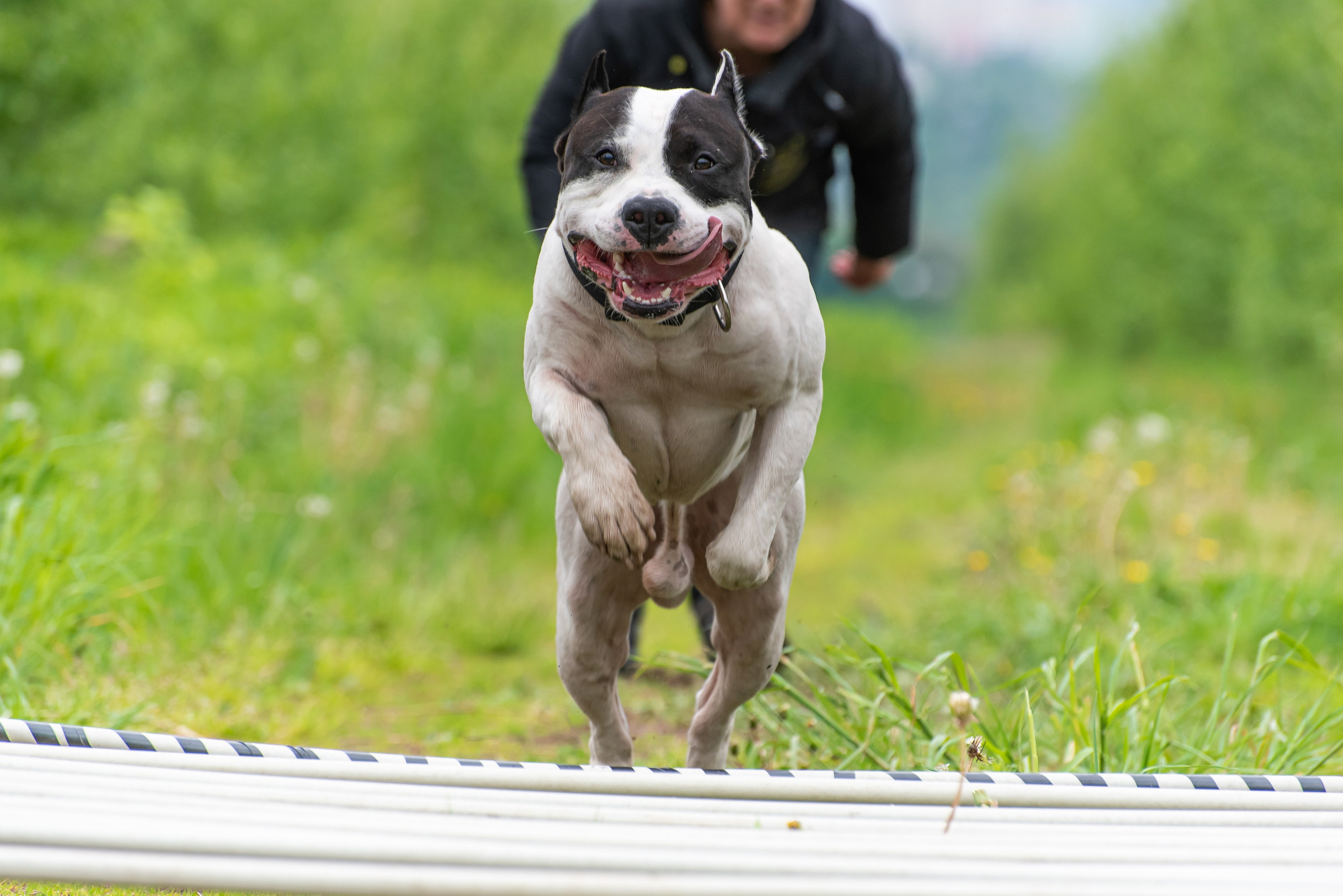 Спортивный фотограф анималист Пит-Стафф многоборье. Фотограф Макс Огурцов в Нижнем Новгороде