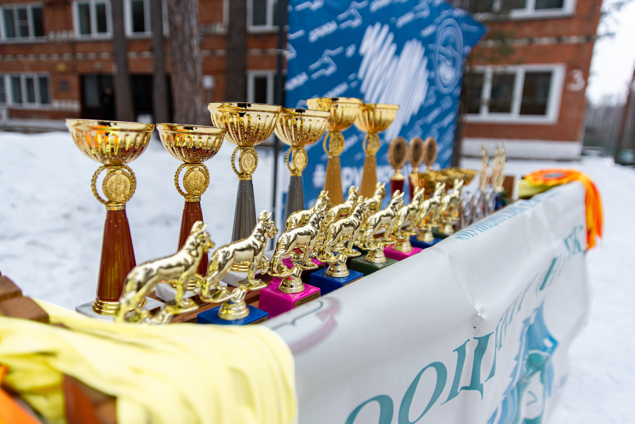 Фотосъёмка с собаками в Кинологическом лагере. Фотограф Макс Огурцов в Нижнем Новгороде