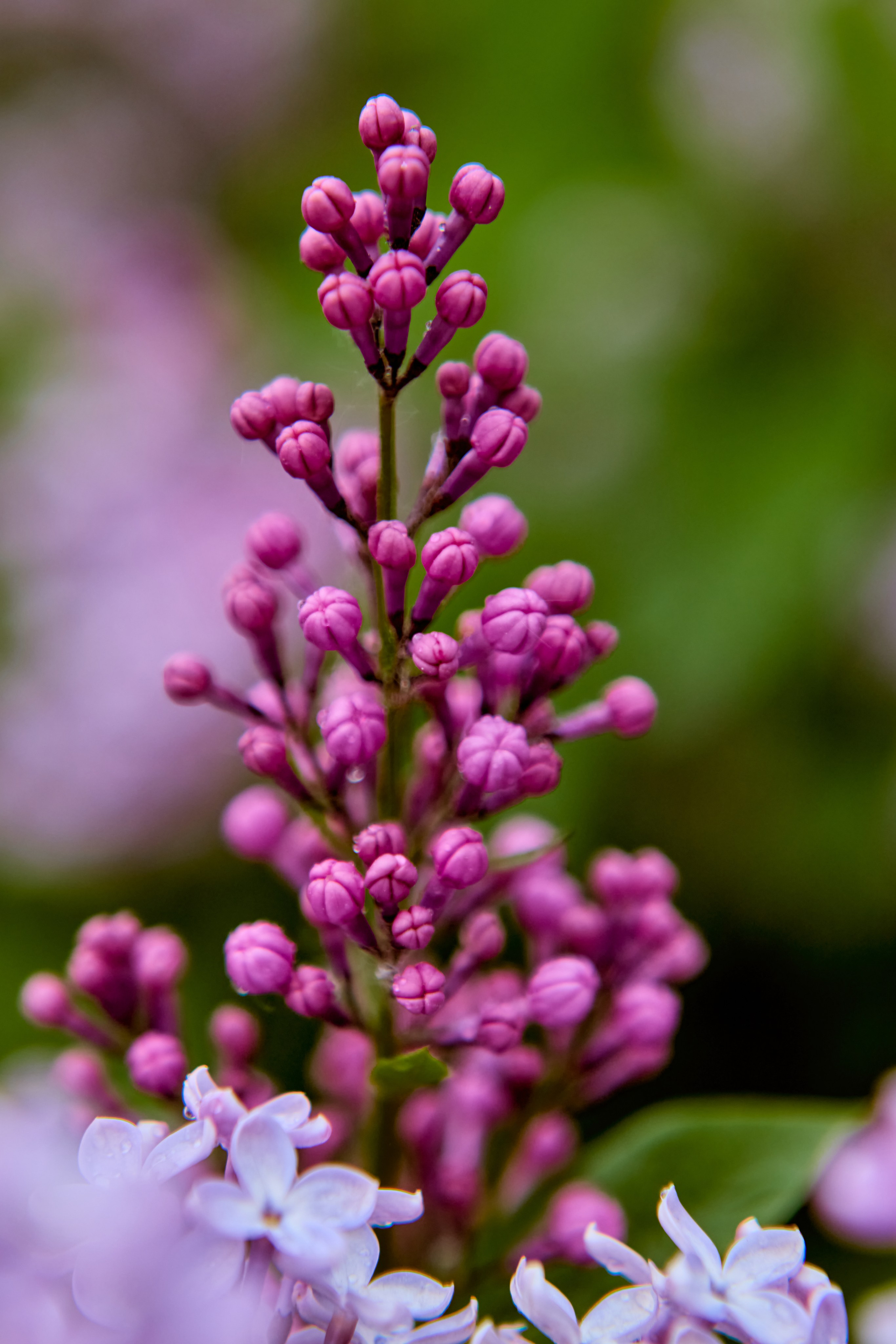 Нежные сиреневые цветы, наполненные светом и ароматом, фото православного портретного и детского фотографа Николая Голованова, г. Дзержинск.