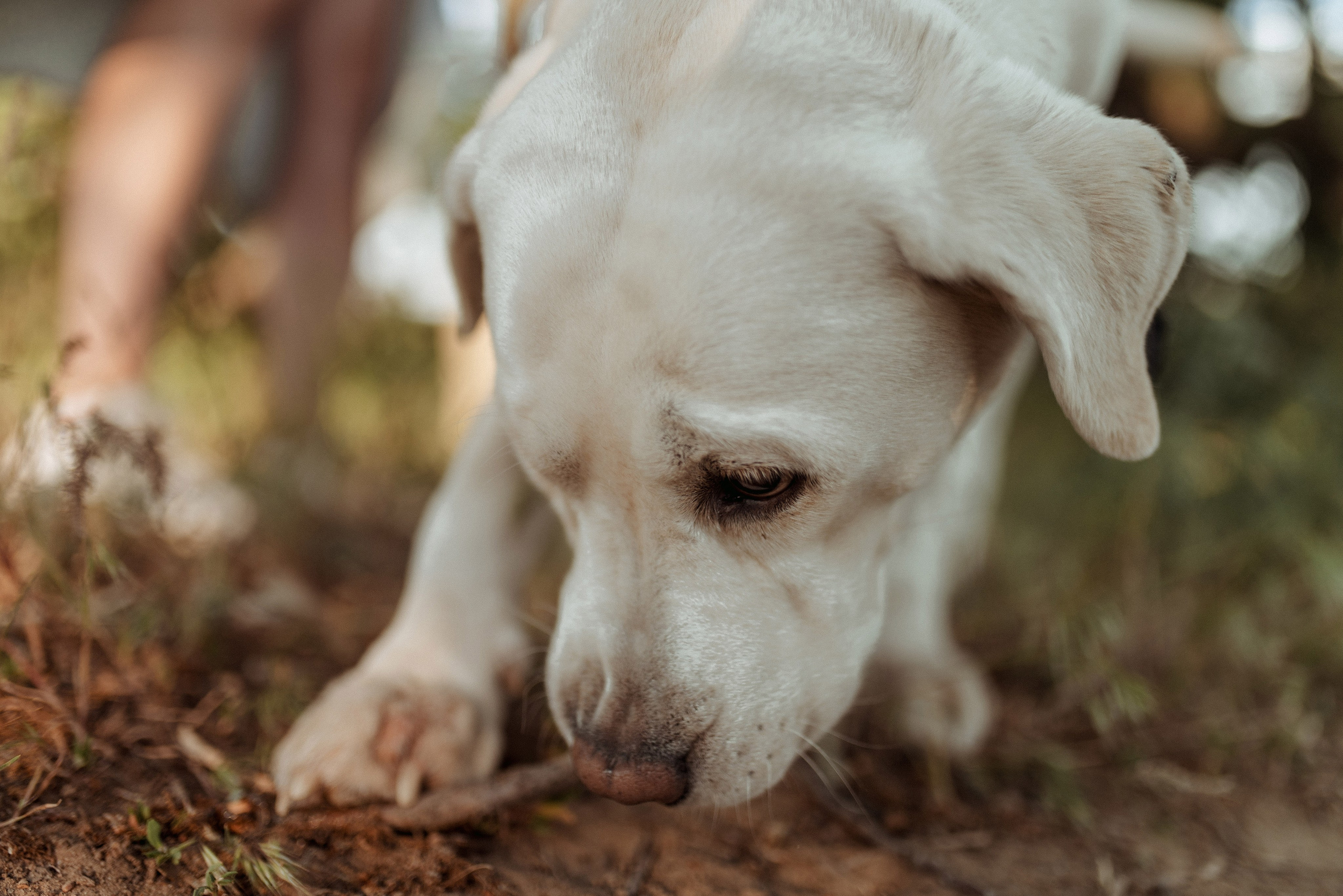 Трое в поле, не считая собаки. Семейный документальный фотограф в Волгограде Мариэта Додина