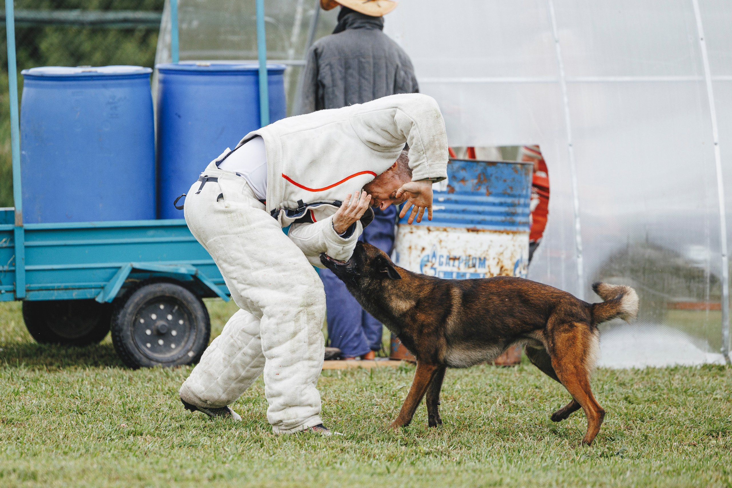 08.08.25-10.08.25 ЧР по мондьорингу г. Вологда. Фотограф-анималист Анна Маринич