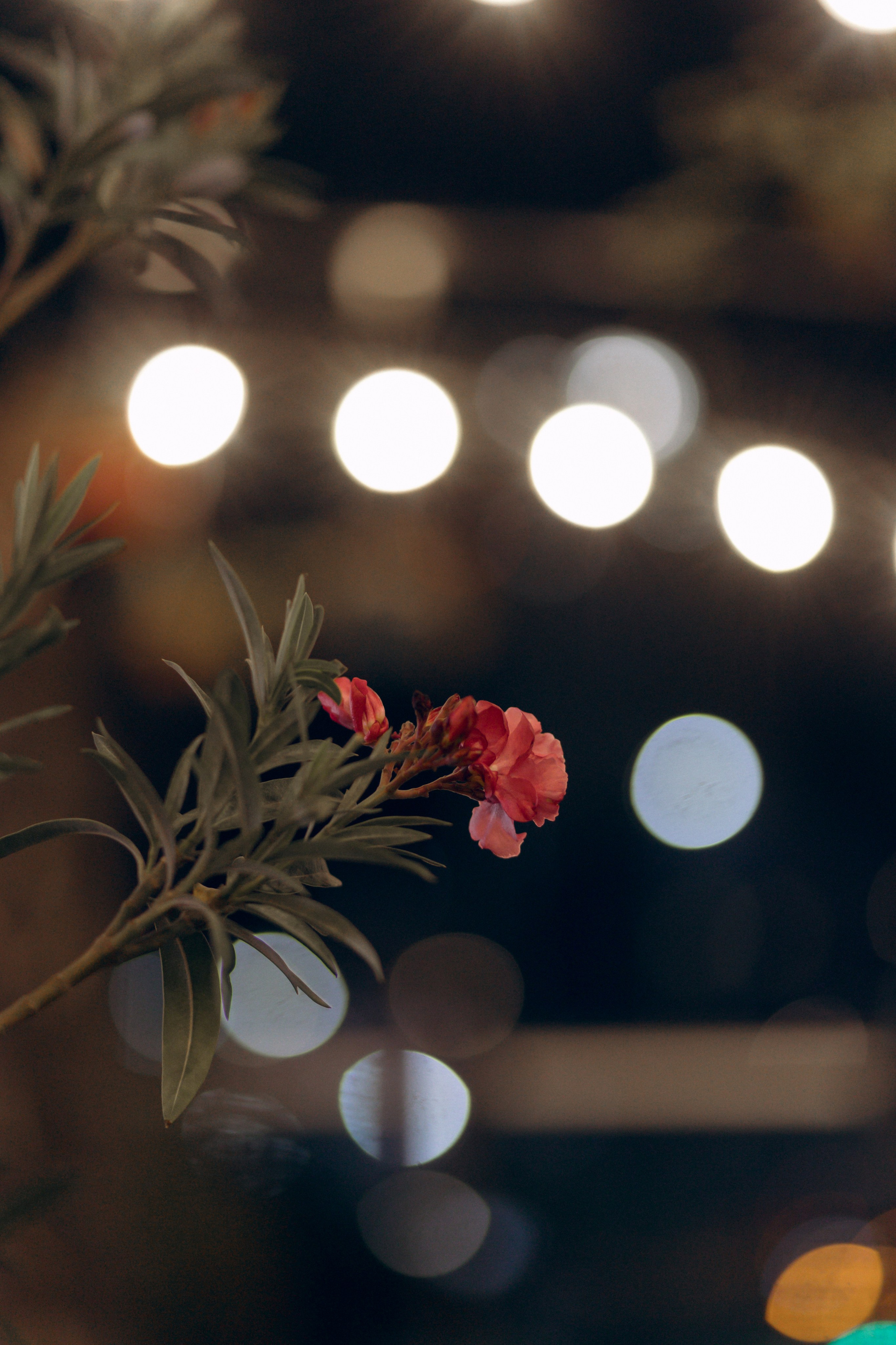 Анатолий и Евгения, 5/10/ 2024. Свадебный  и семейный фотограф в Краснодаре