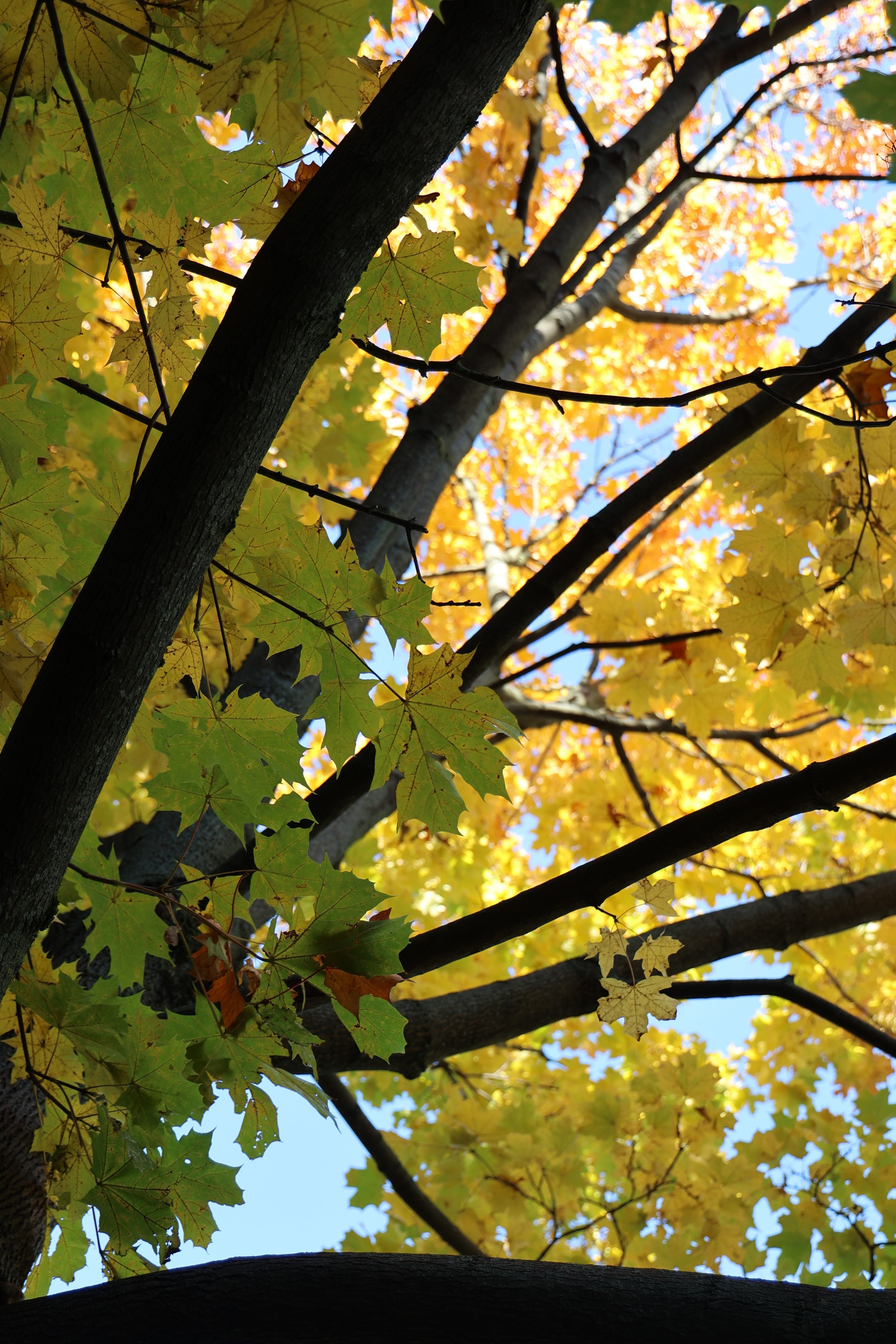 Любимое. Фотограф в Санкт-Петербурге Анна Сосновская
