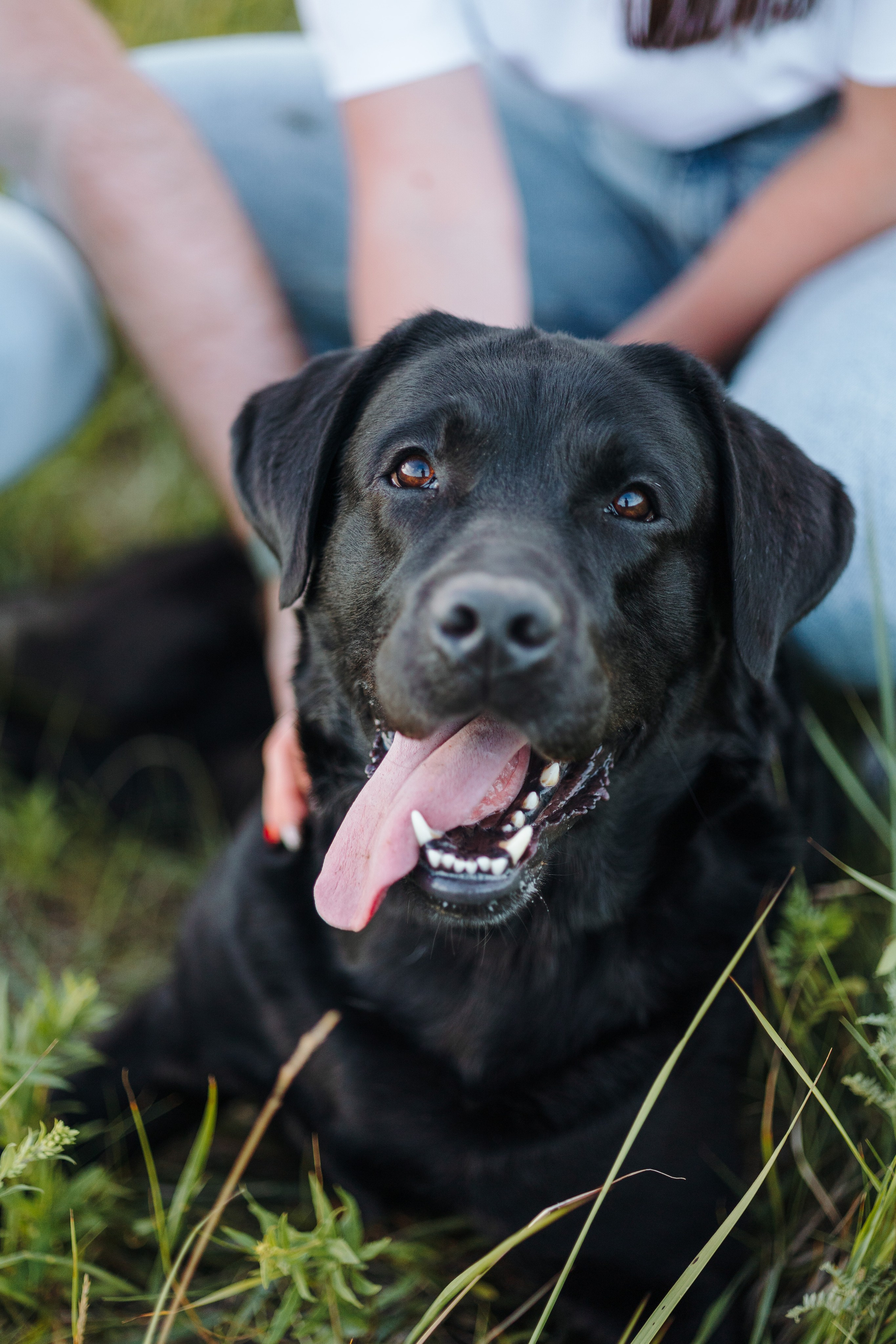 Бомбей и его семья. Фотограф — Анималист | Санкт-Петербург