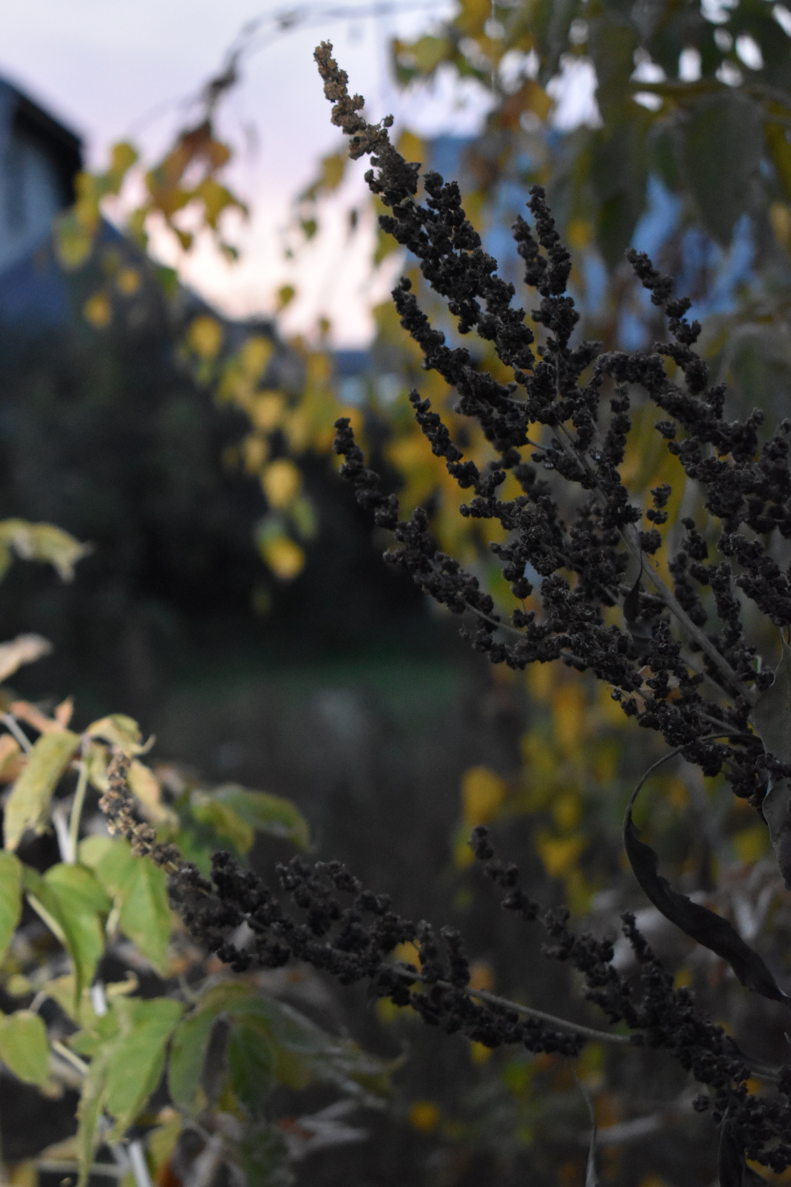 Все что тронуло, миниатюры. Созерцатель. фотографирую что тронуло и впечатлило. самарская область