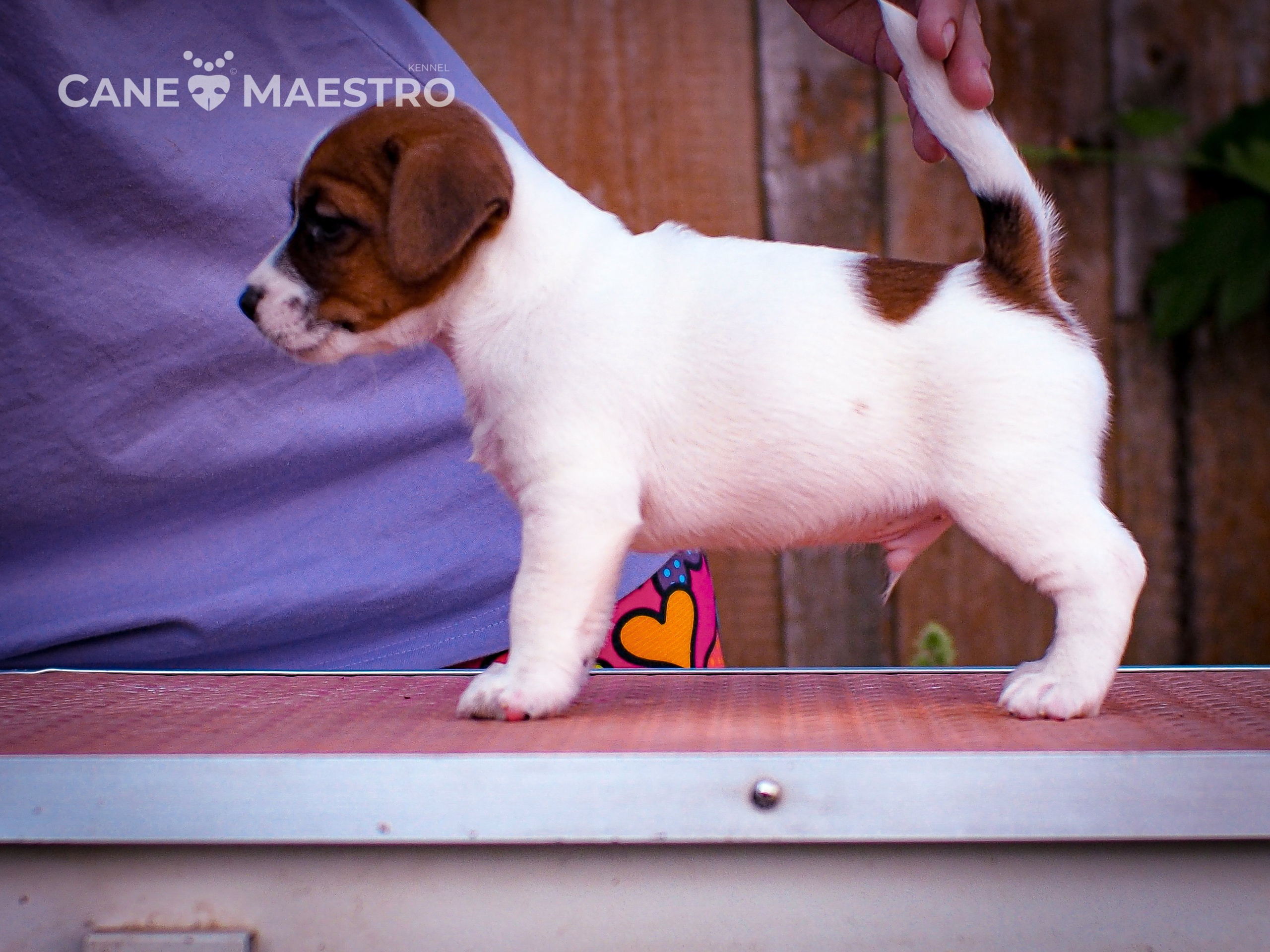 ЭМЕНТАЛЬ_КОБЕЛЬ. CANE MAESTRO — kennel Jack Russell Terrier