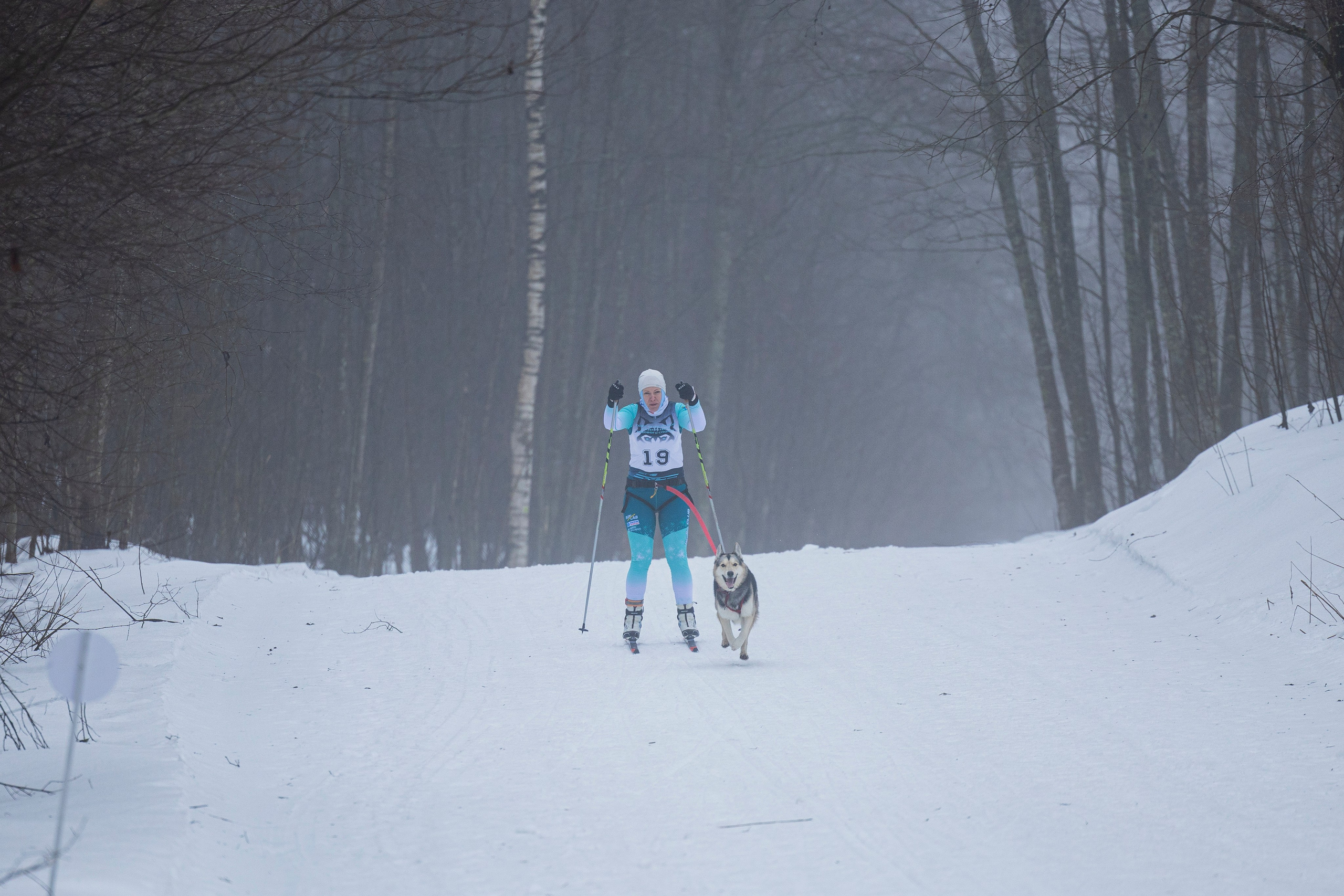 Зимний Чемпионат Санкт-Петербурга по ездовому спорту. Фотограф-анималист Анна Маринич