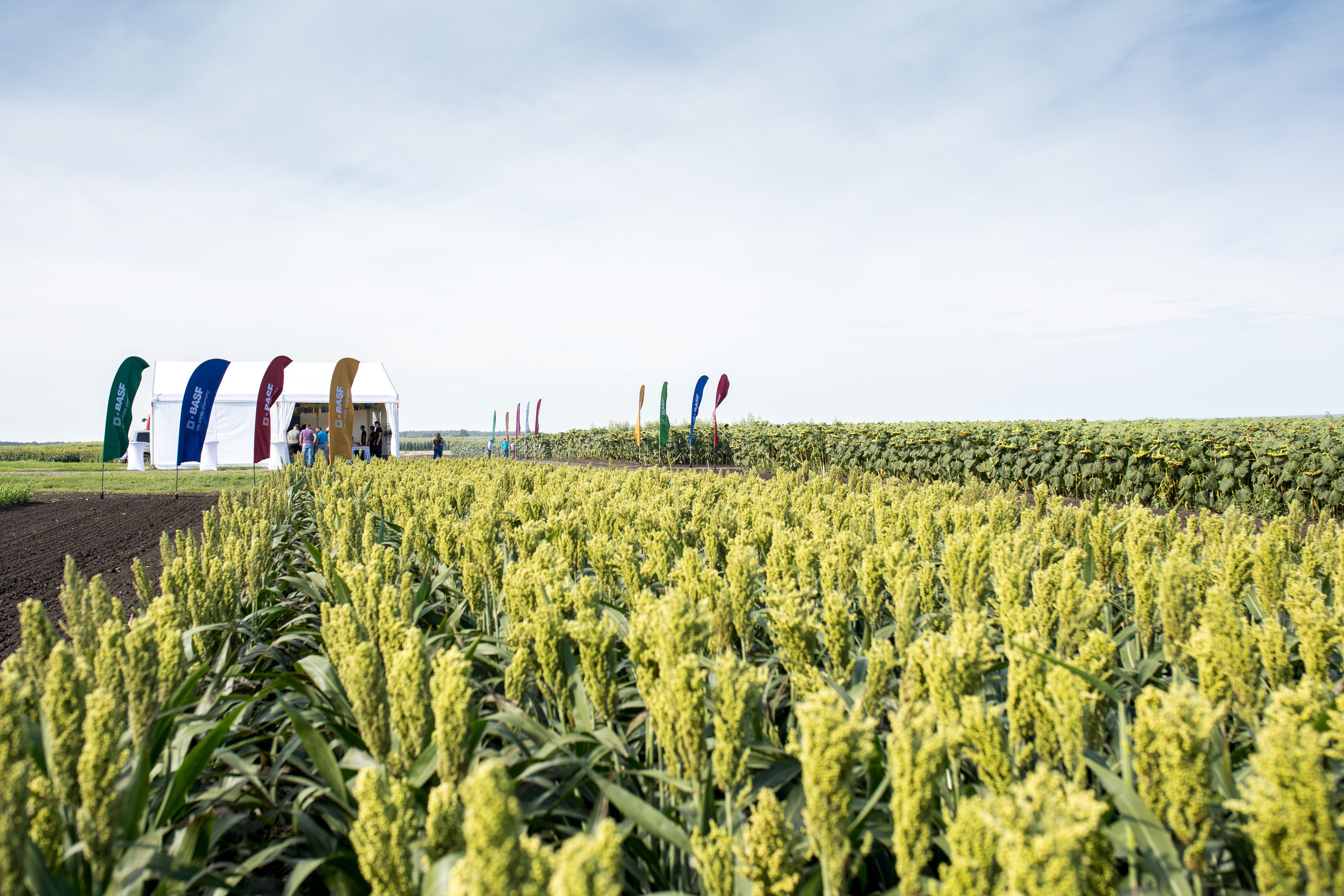 Решения для сельского хозяйства BASF 16.08.2022. Владислав Волков | Фотография и видеосъемка в Воронеже