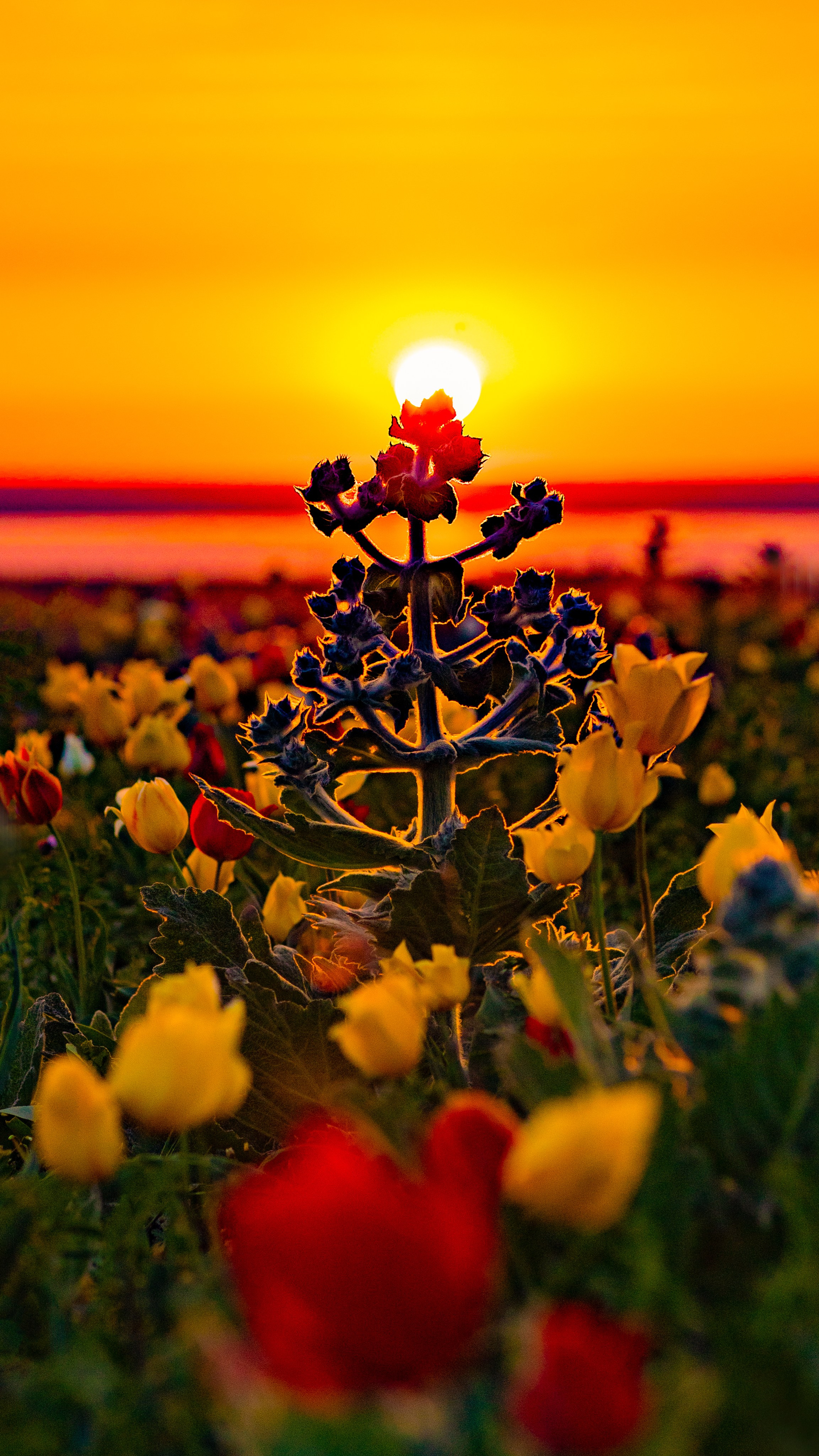 Портфолио. Фотограф Севастополь/Крым Светлана Евтушенко