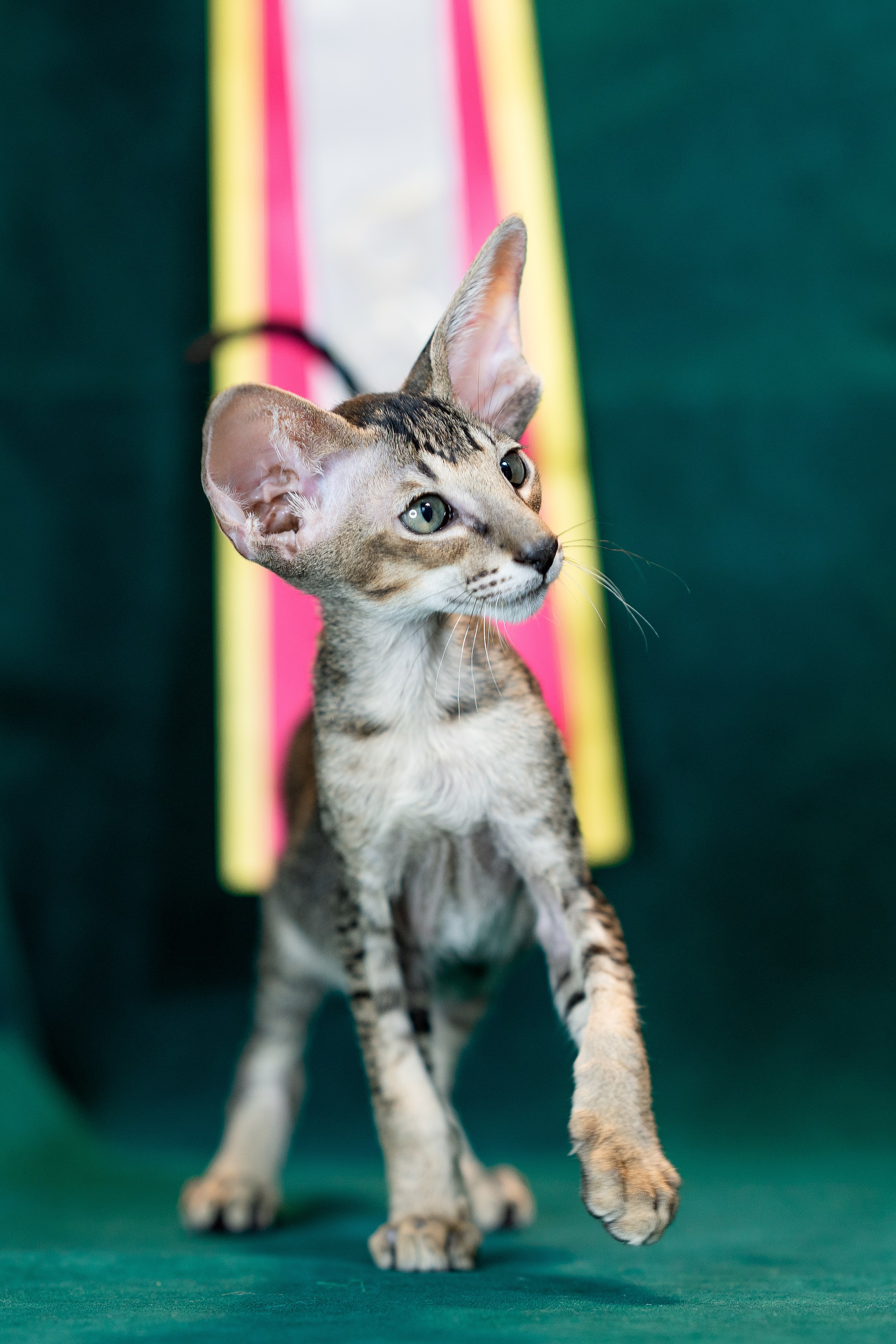 Заводчик Юлия Панова. Творческий фотограф Вологда