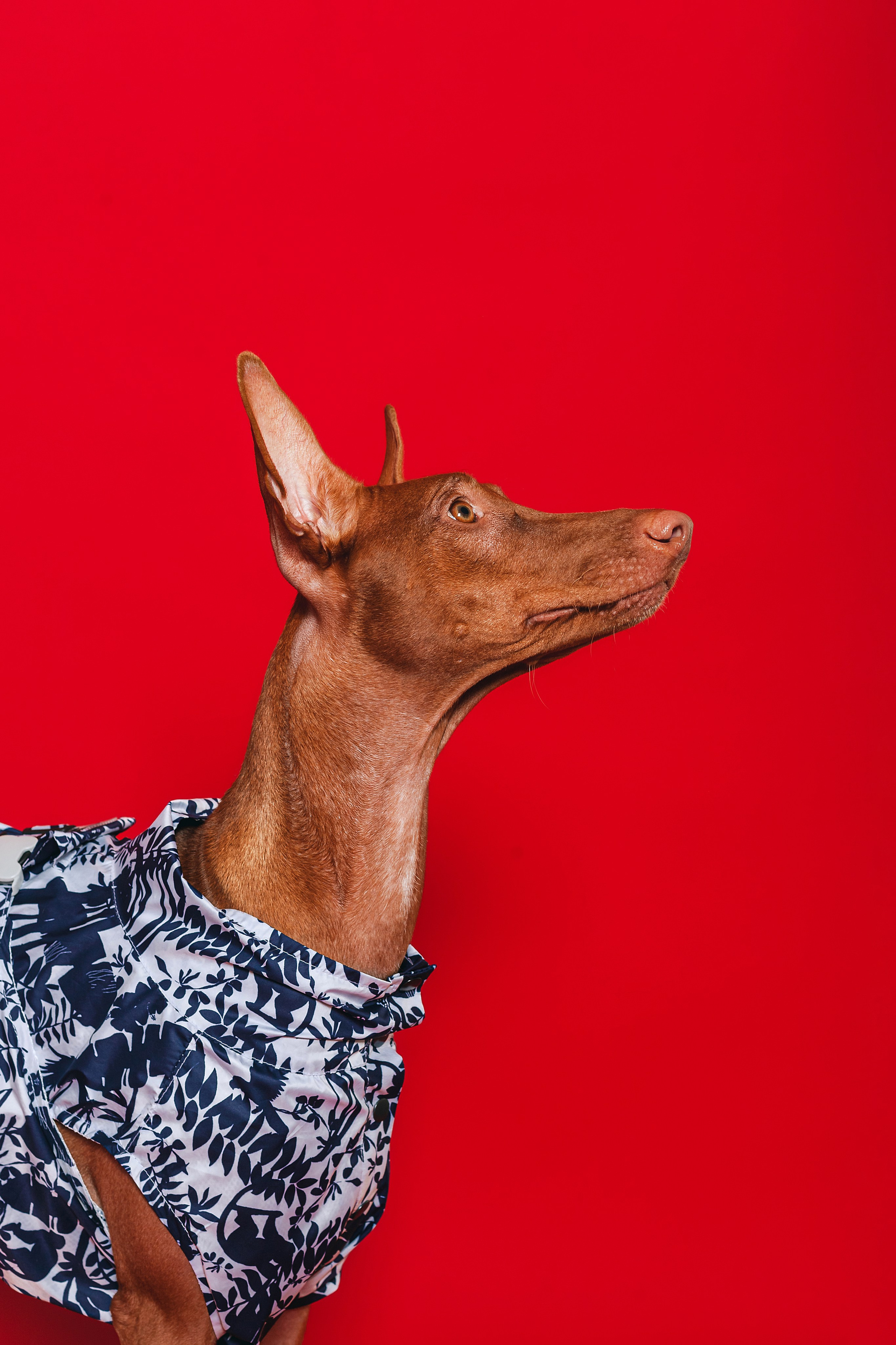 Съемка для бренда TEDDYBOY. Фотограф-анималист Татьяна Степанова