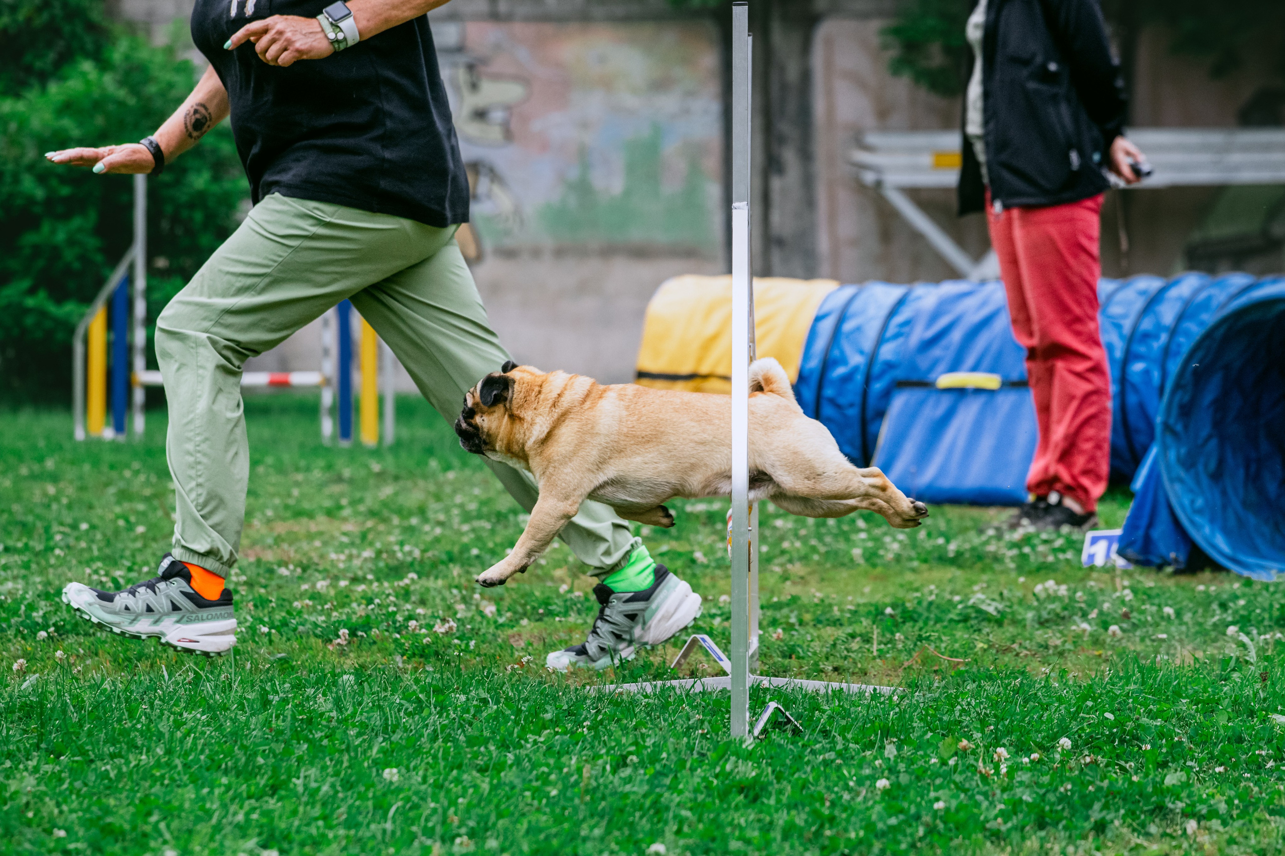 Соревнования по аджилити Долгопрудный 30.06.2025. Фотограф-анималист Татьяна Степанова