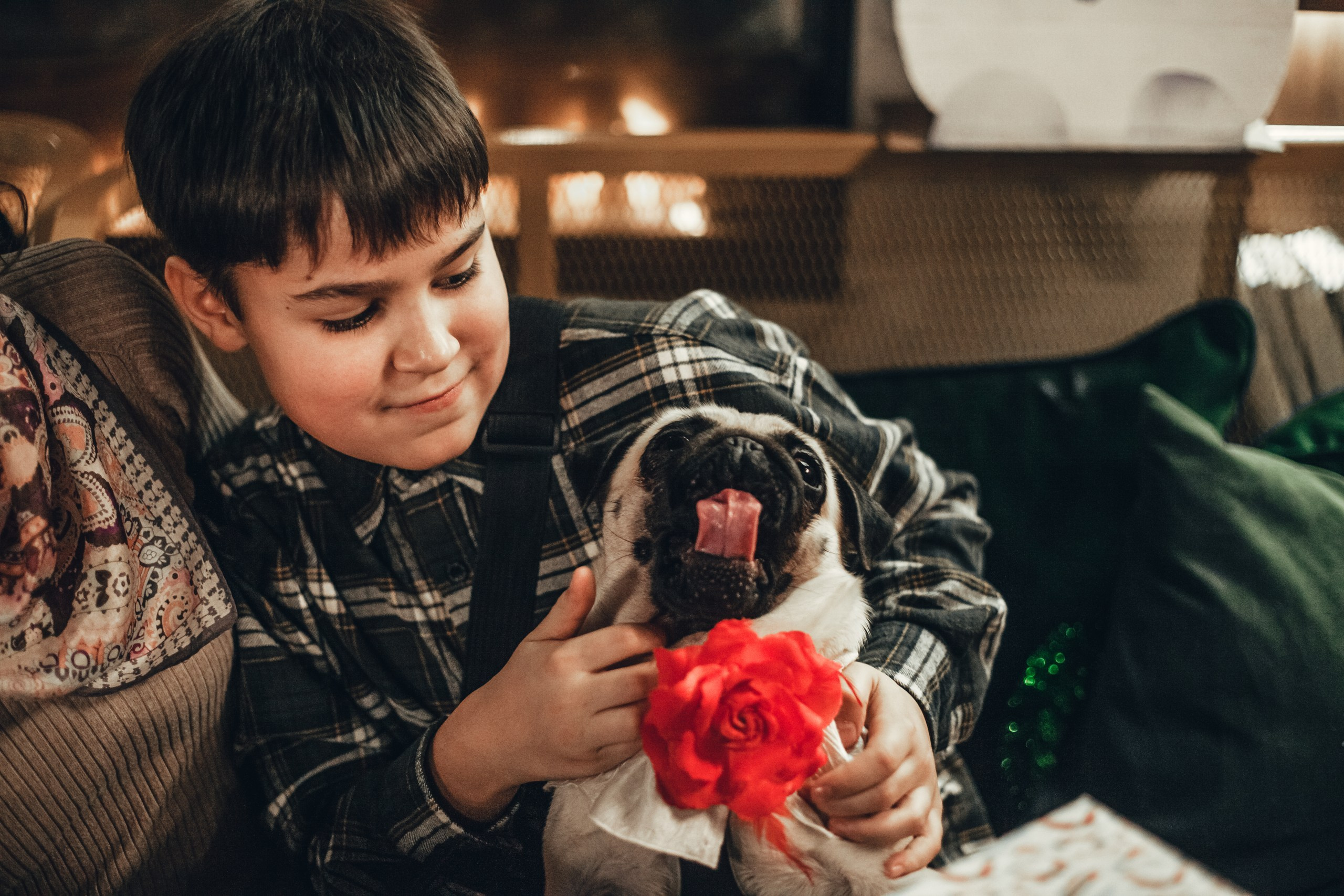 Мопсовстреча 02.12.2023. Фотограф-анималист Татьяна Степанова