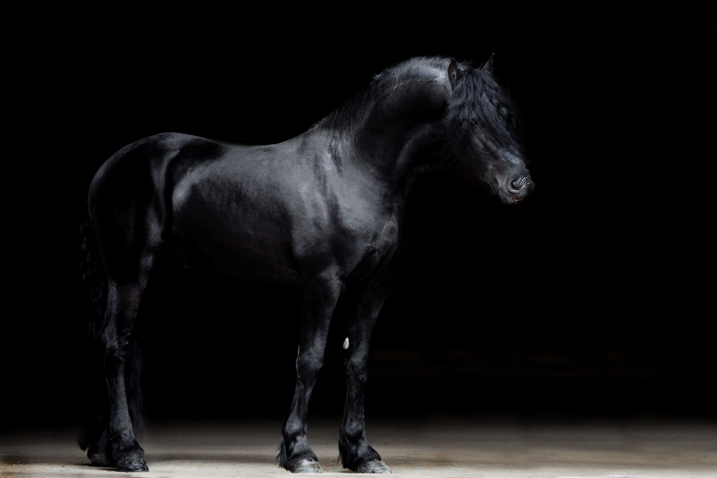 Лошади. Фотограф-анималист Юлия Удовенко