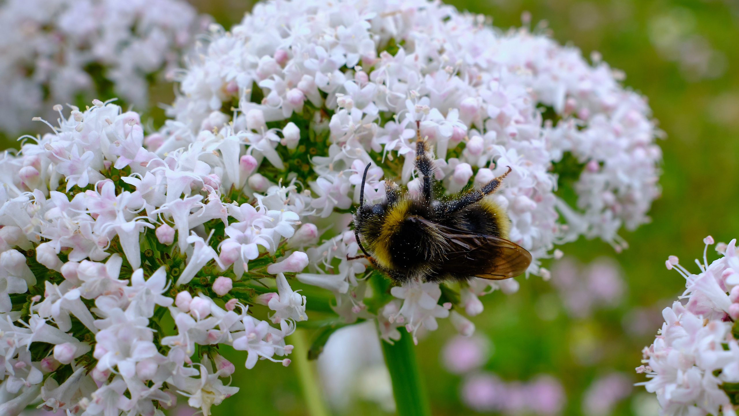 Мир растений. Пейзажи Крайнего Севера. Баренцево море, Рыбачий, Средний, Немецкий