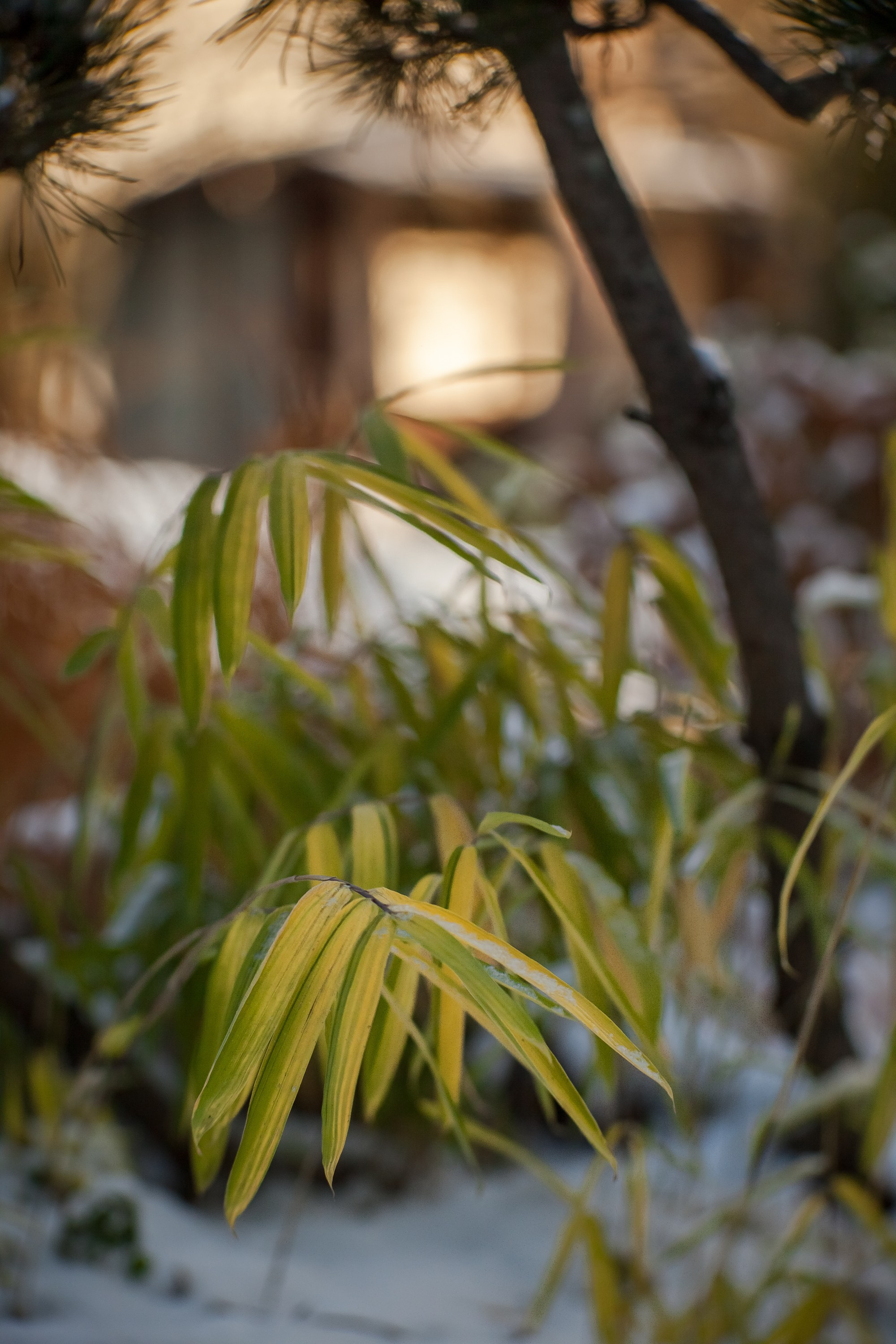 ОДНИМ СОЛНЕЧНЫМ ЗИМНИМ ДНЁМ!. Туманов Виталий — фотограф Москва