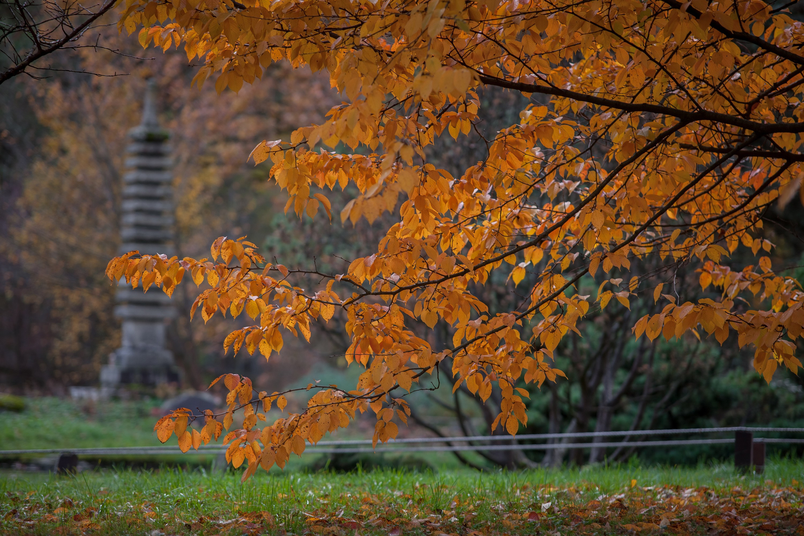 Ботанический сад имени Н. В. Цицина. Фотограф Виталий Туманов. Туманов Виталий — фотограф Москва