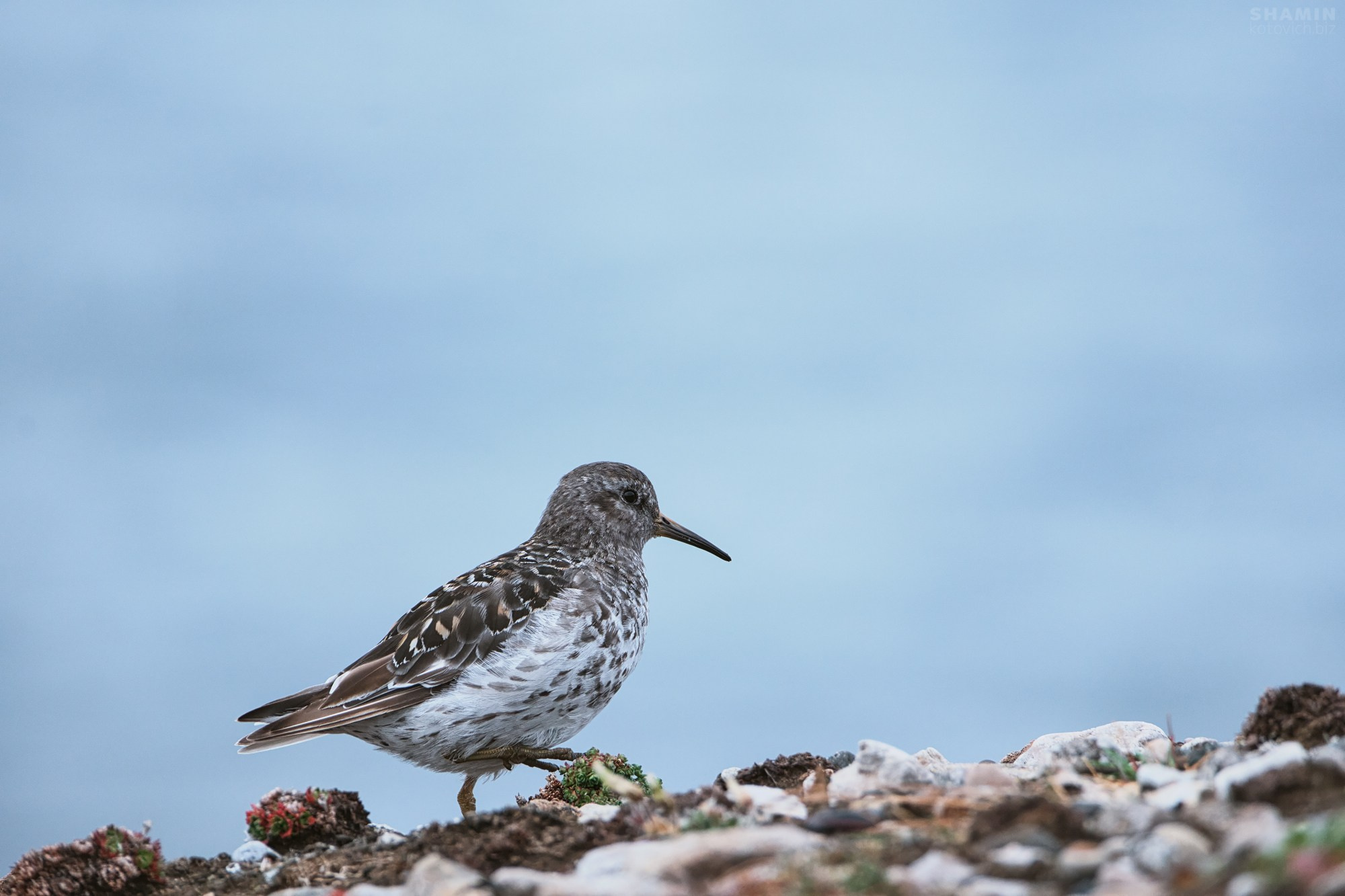 Пейзажи Шпицбергена и Арктики — горы, лед, море и северное небо в фотографиях Константина Шамина