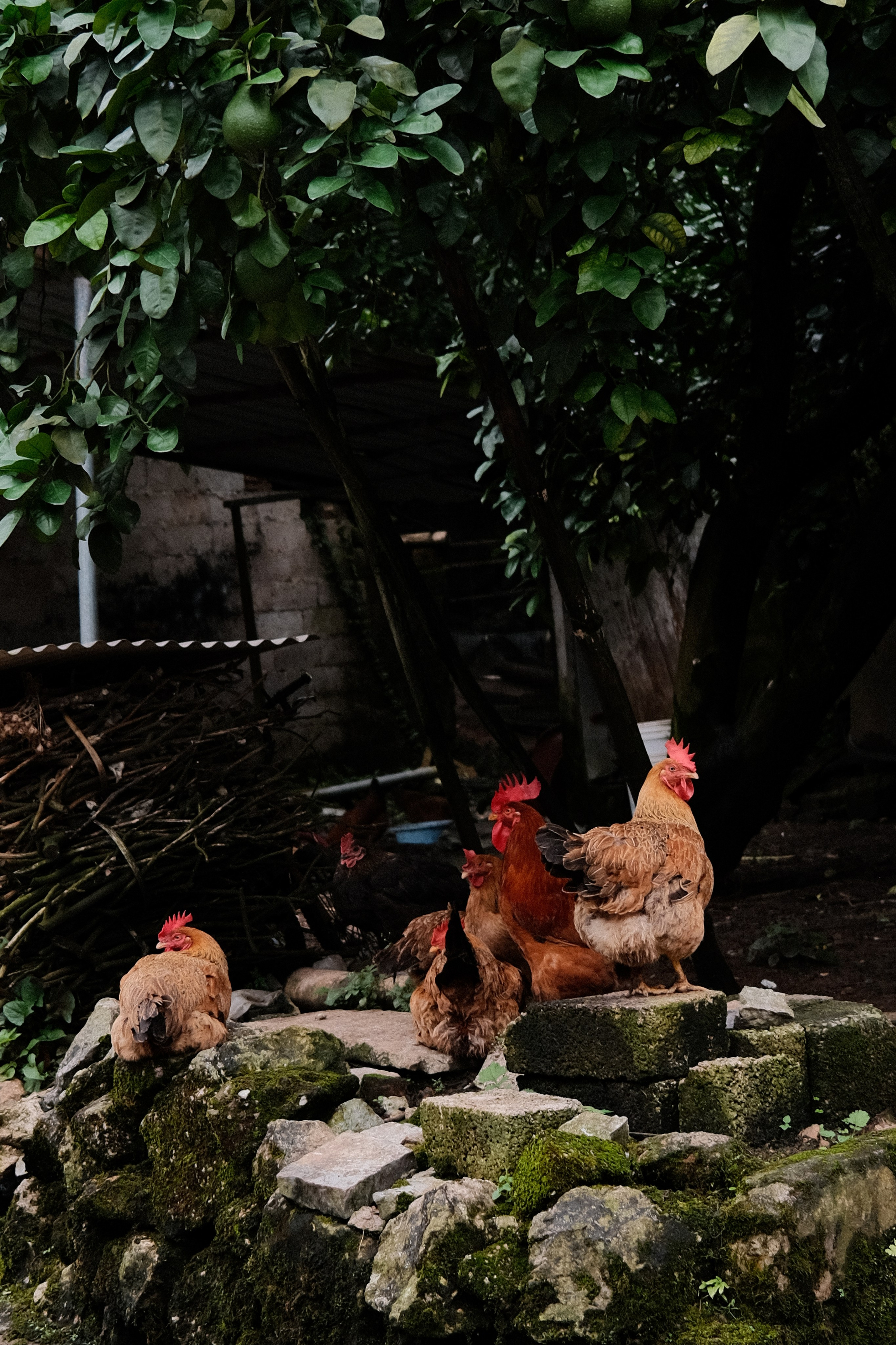 Yangshuo China Guiling. Фотограф В Гуанчжоу и Шэньчжэнь Андрей Лопатин