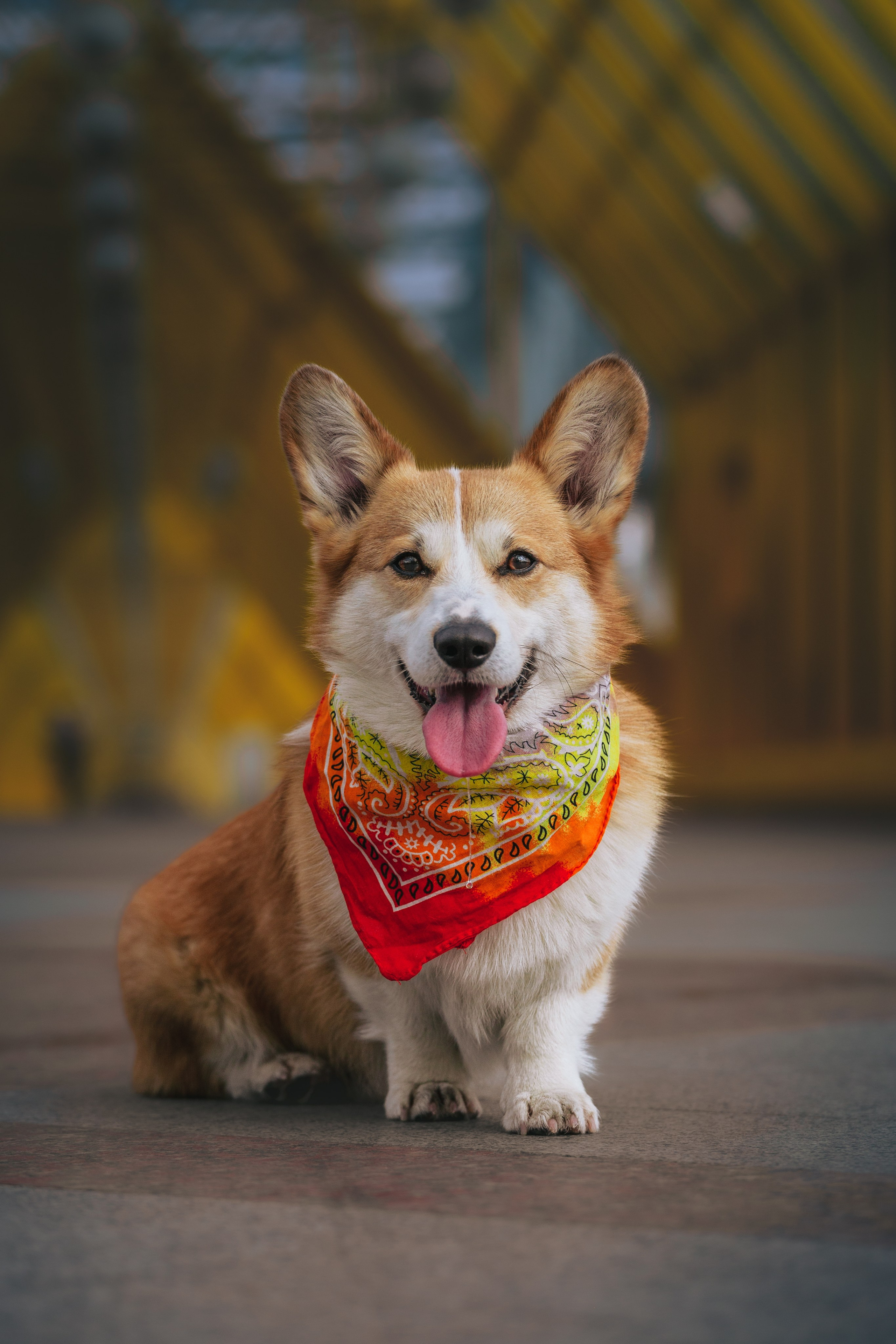 Андреевский мост. Фотограф-анималист Татьяна Степанова