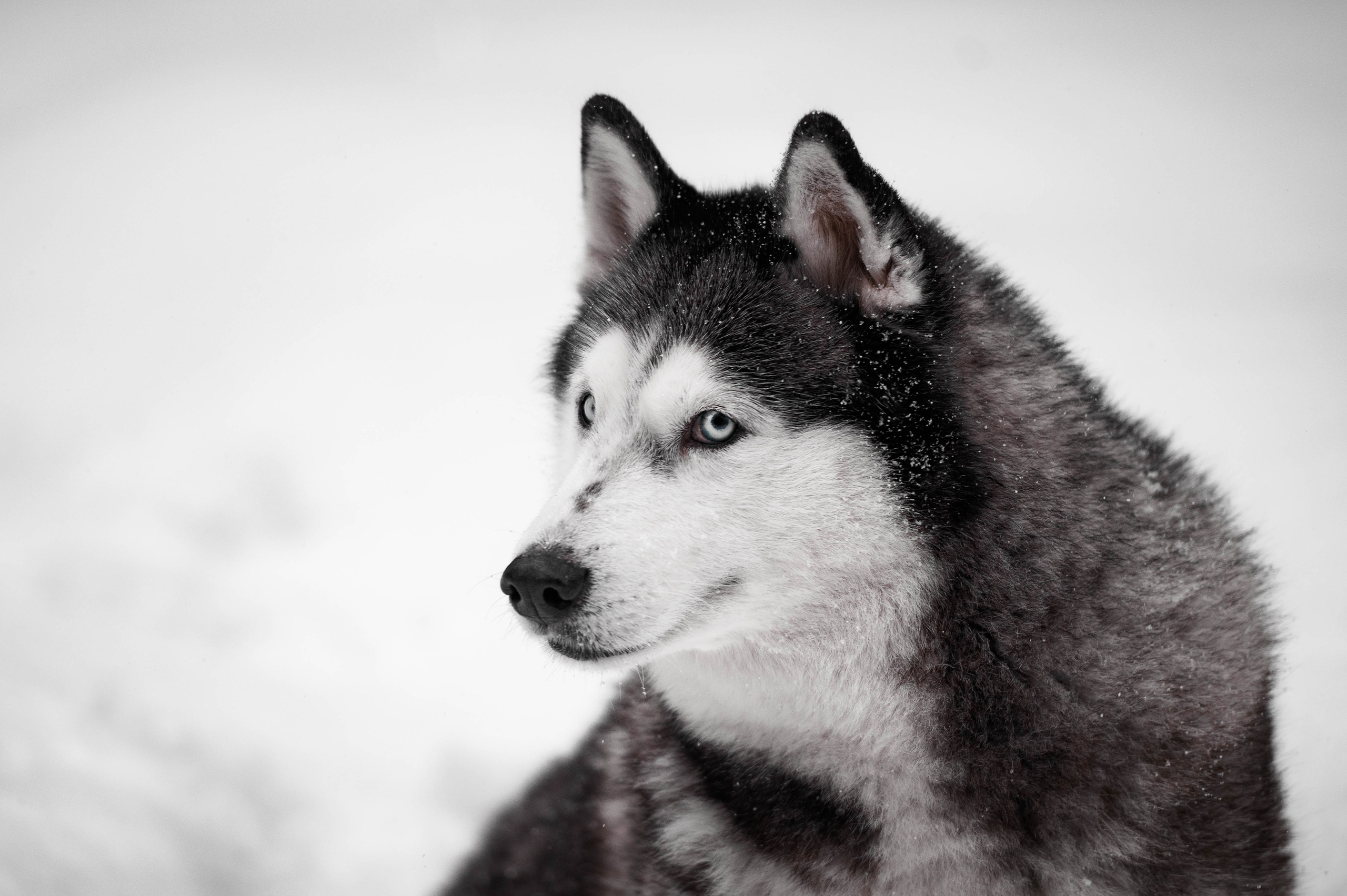Шанель. Фотограф-анималист
