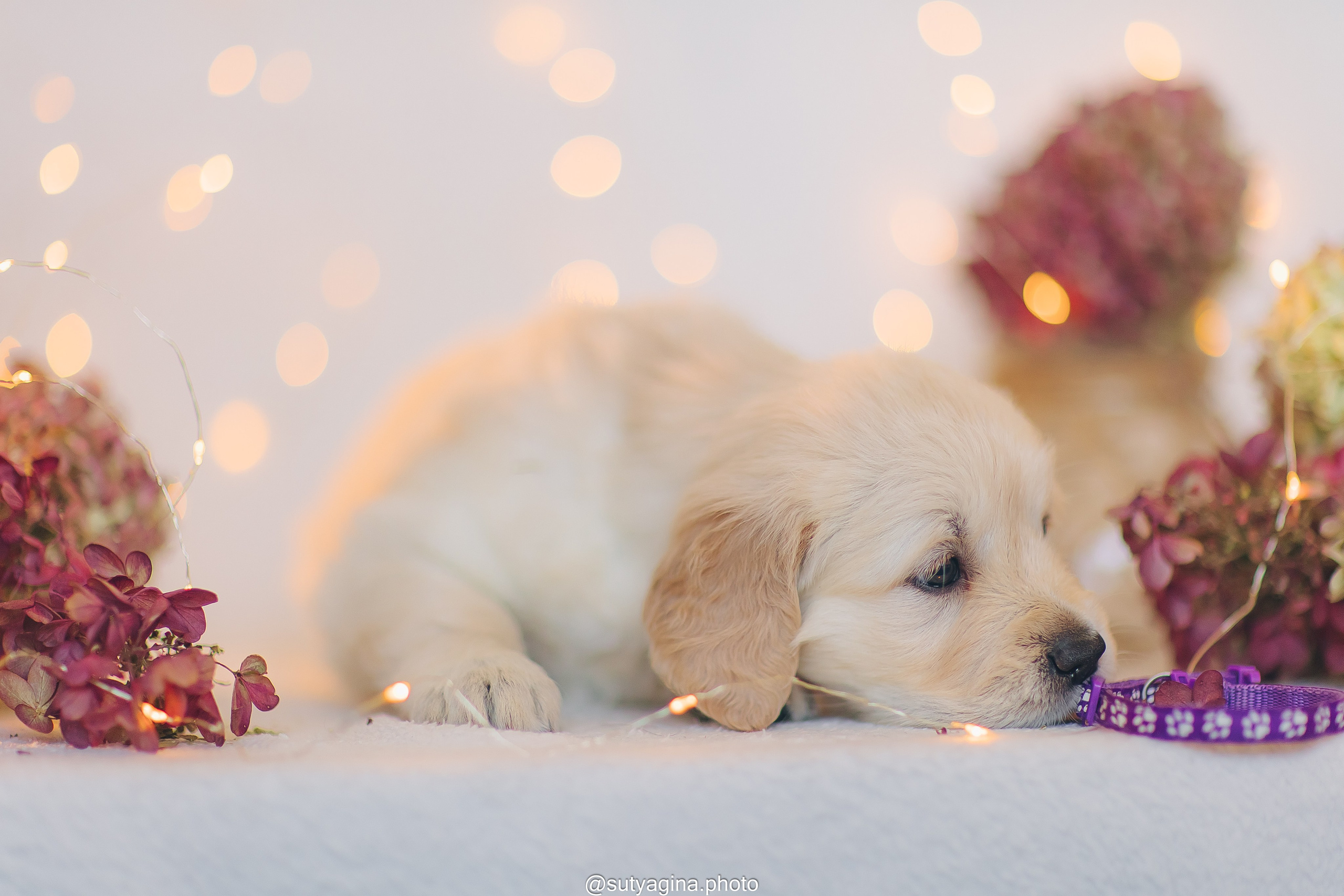 Фиолетовая лента. Свадебный и женский фотограф