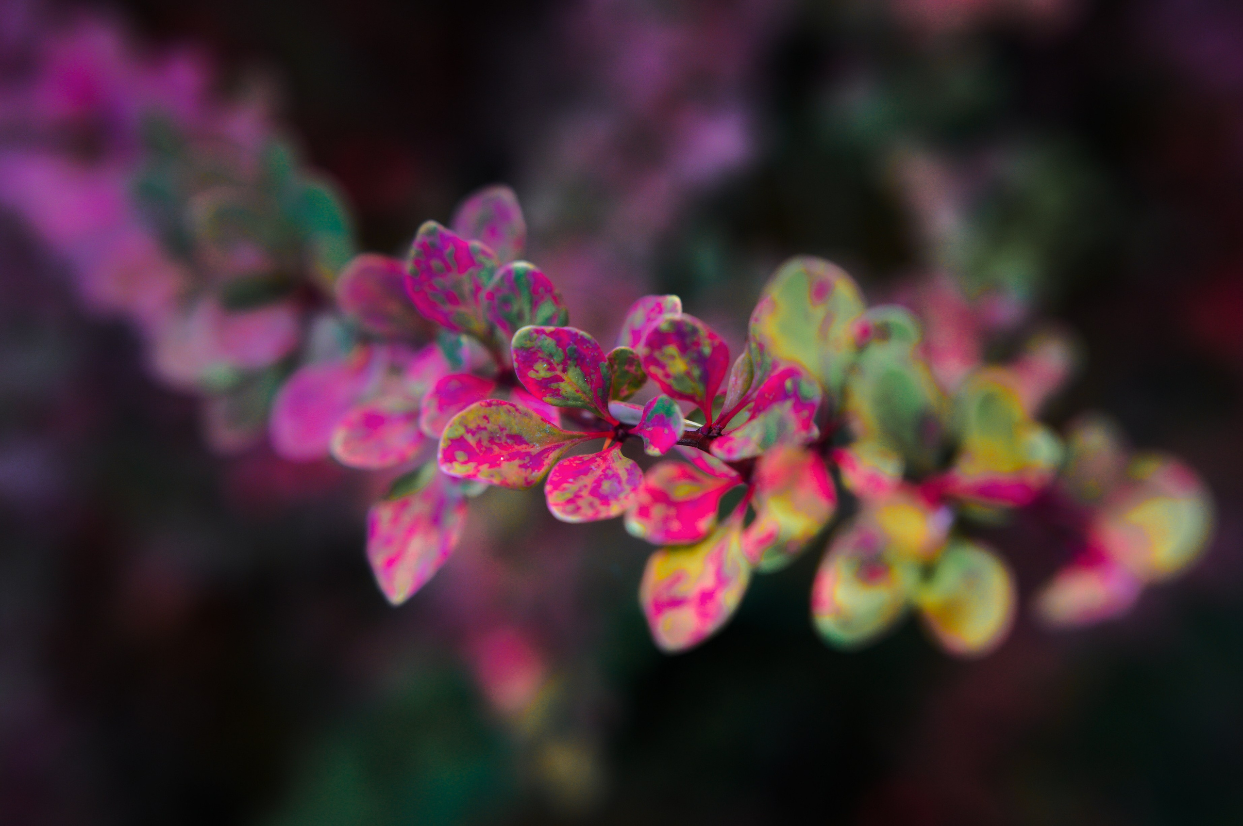 Осень 2025. Фотограф из Москвы — DASHA NOVA | Авторская фотография в разных жанрах