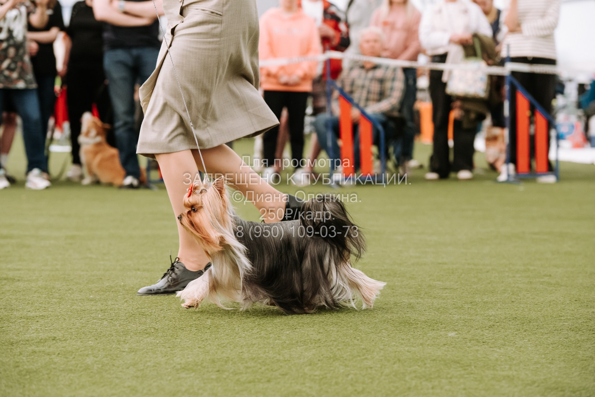 Выставка собак Красноярск 2.06. Фотограф Диана Оленина Красноярск / Братск