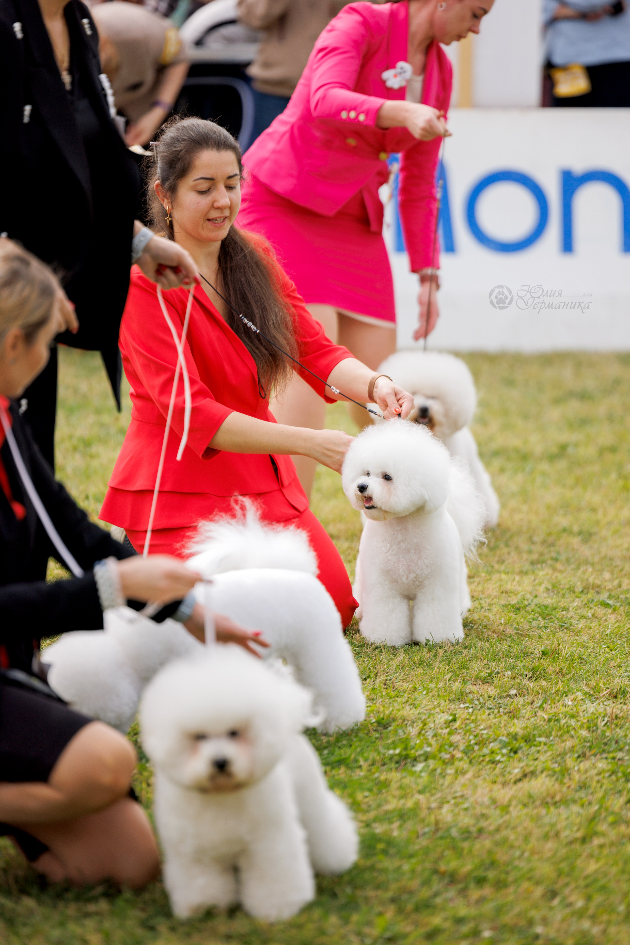 Армения,Ереван 3хCACIB 15-17.10.2024. Фотограф-анималист Юлия Германика