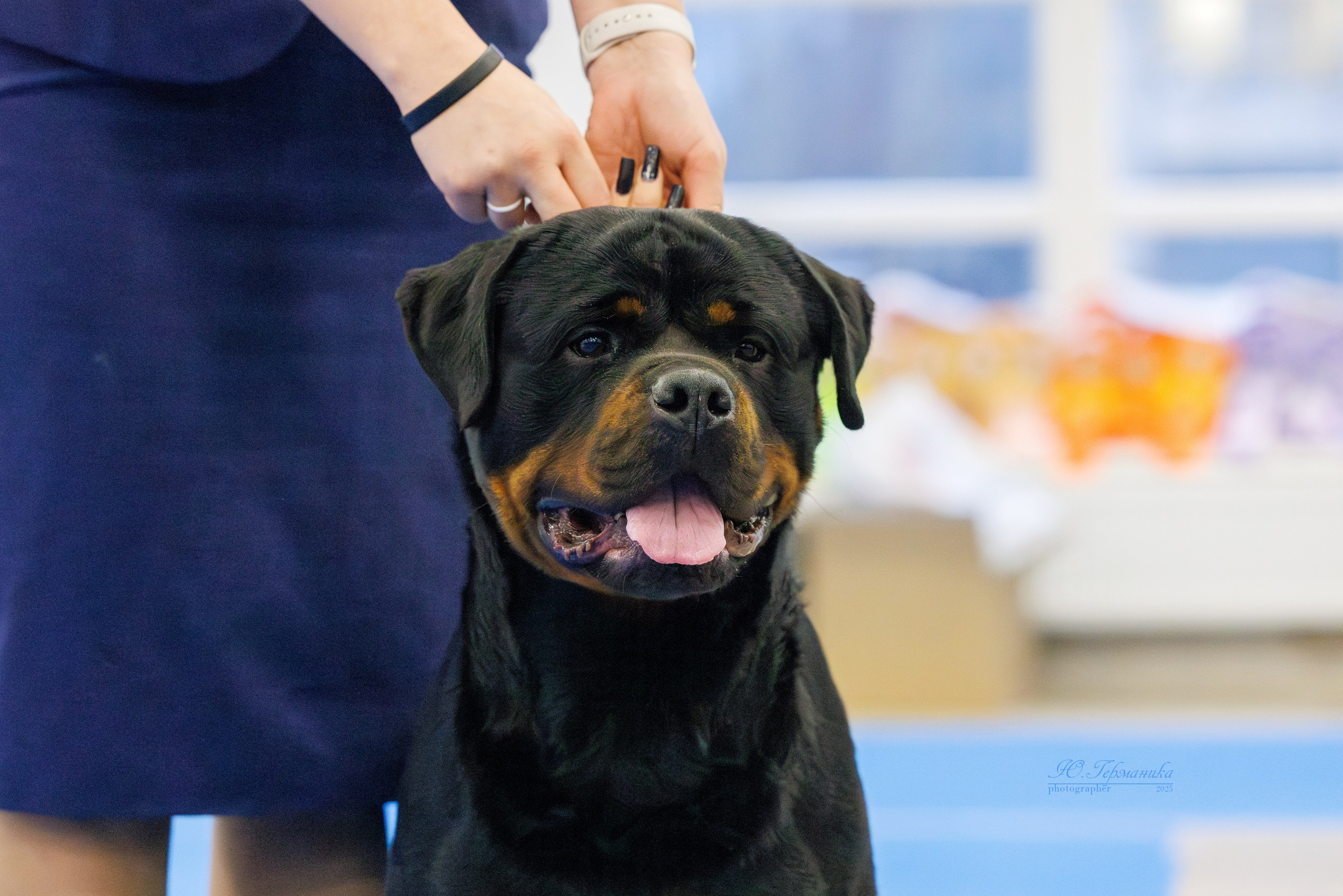 Питер ротвейлеры 18.01,Крокус 19.01.2025. Фотограф-анималист Юлия Германика