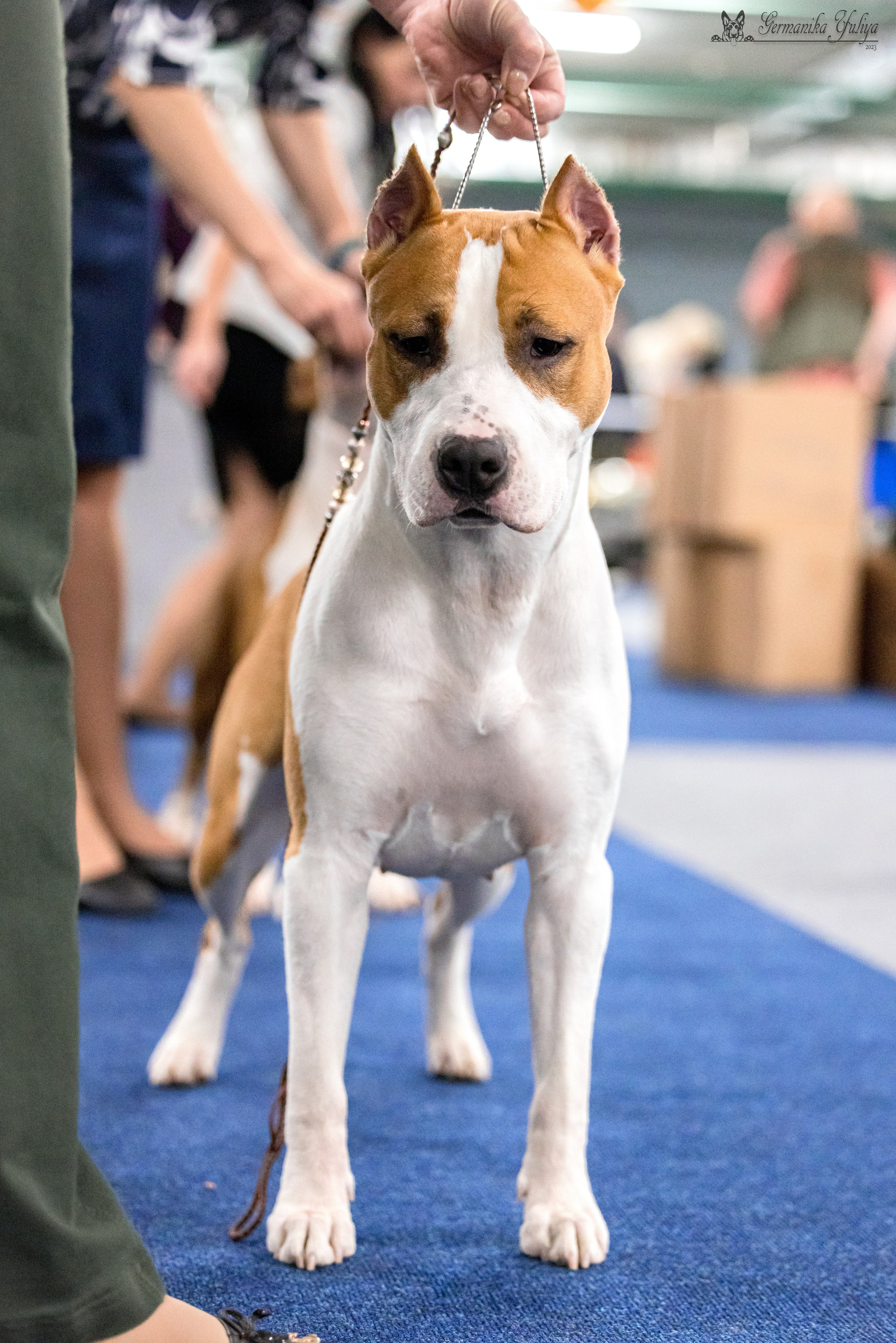 Сфера 29.10,Крокус 4.11,Сфера 12.11.2023. Фотограф-анималист Юлия Германика