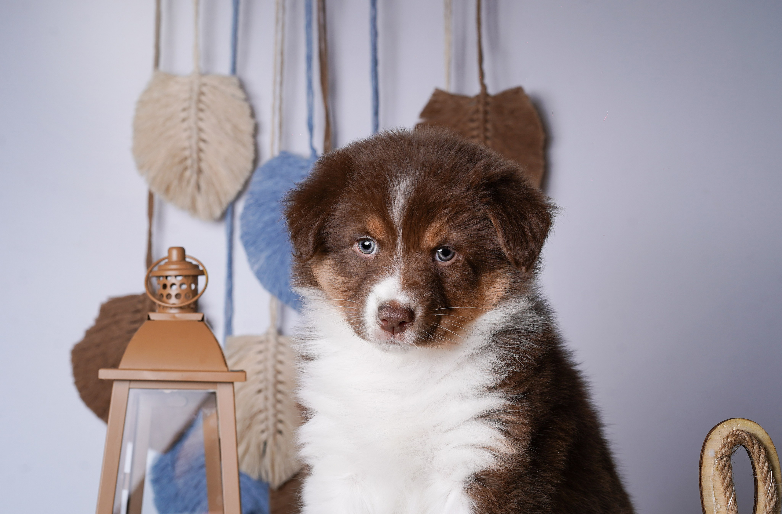Щенки аусси. Фотограф-анималист в Санкт-Петербурге Яна Мартынова