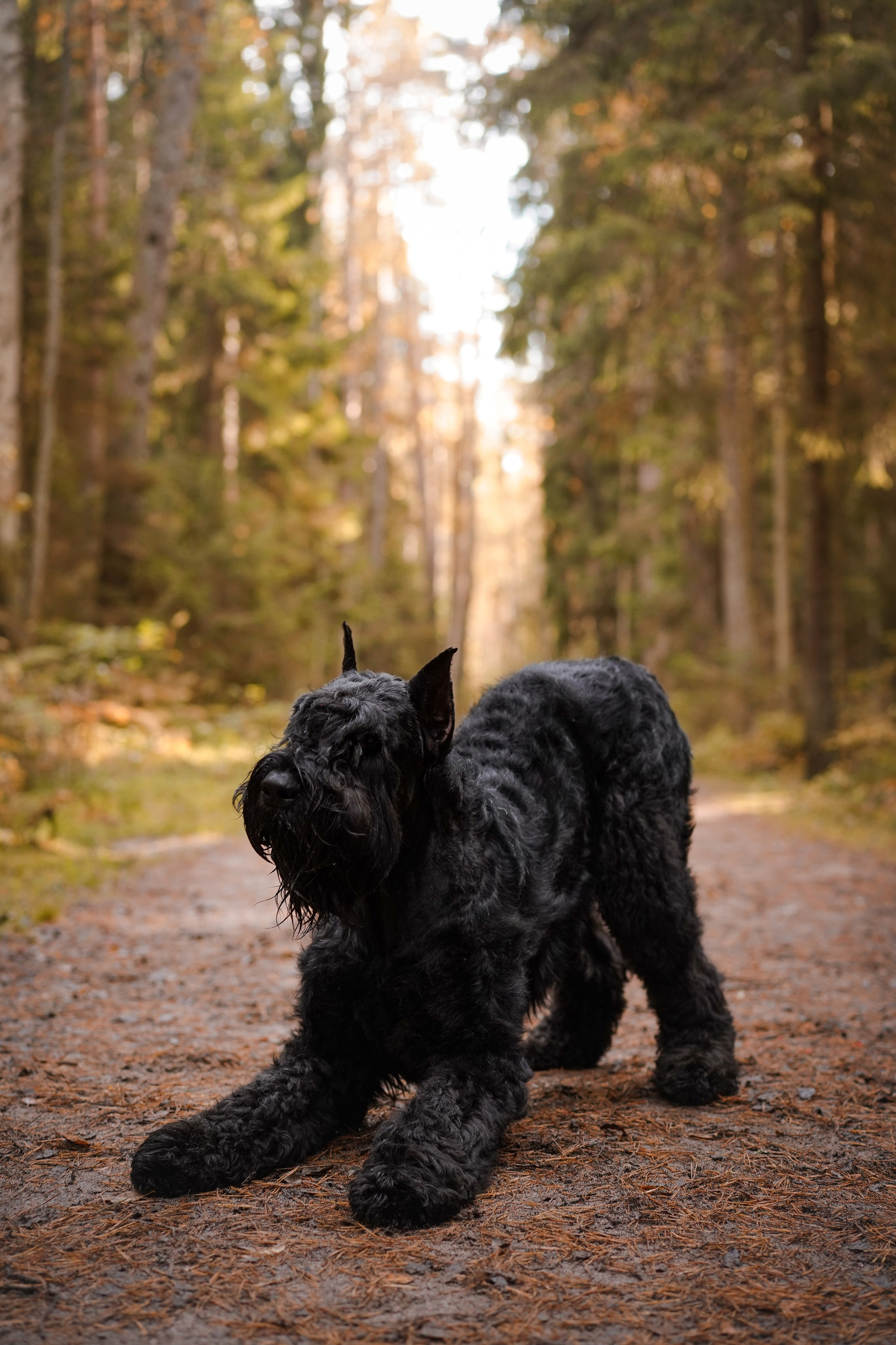 Оля Миша и шнауцеры. Фотограф-анималист в Санкт-Петербурге Яна Мартынова