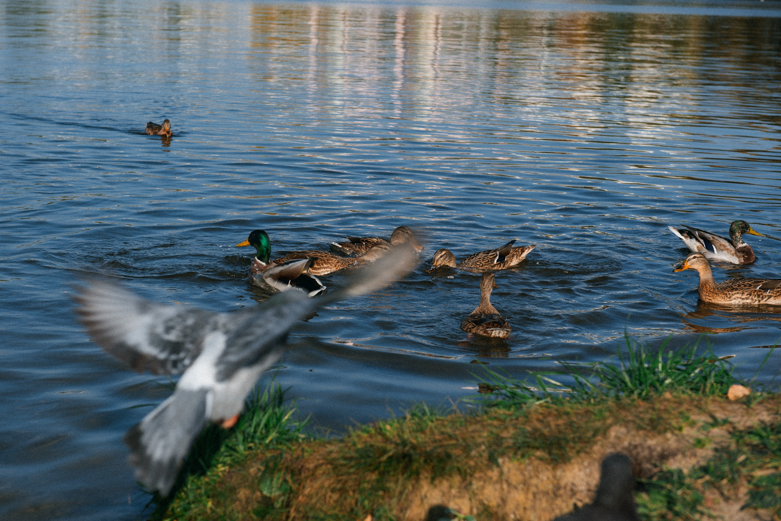 София. Свадебный фотограф — фотограф на свадьбу в Воронеже — Свадебное фото