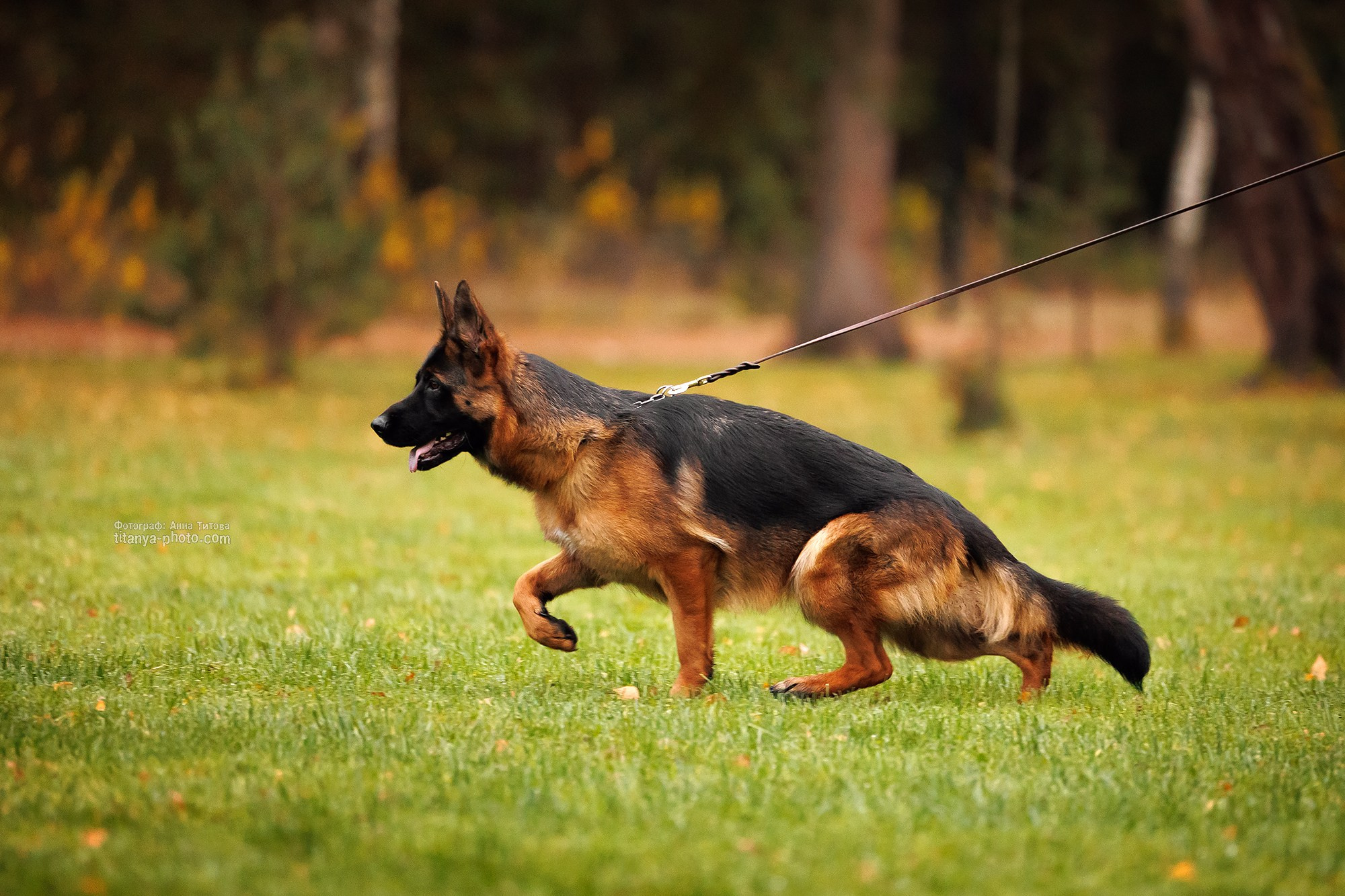 Фото немецких овчарок. Фотограф собак, фотограф-анималист Аня Титова (Titanya). Москва
