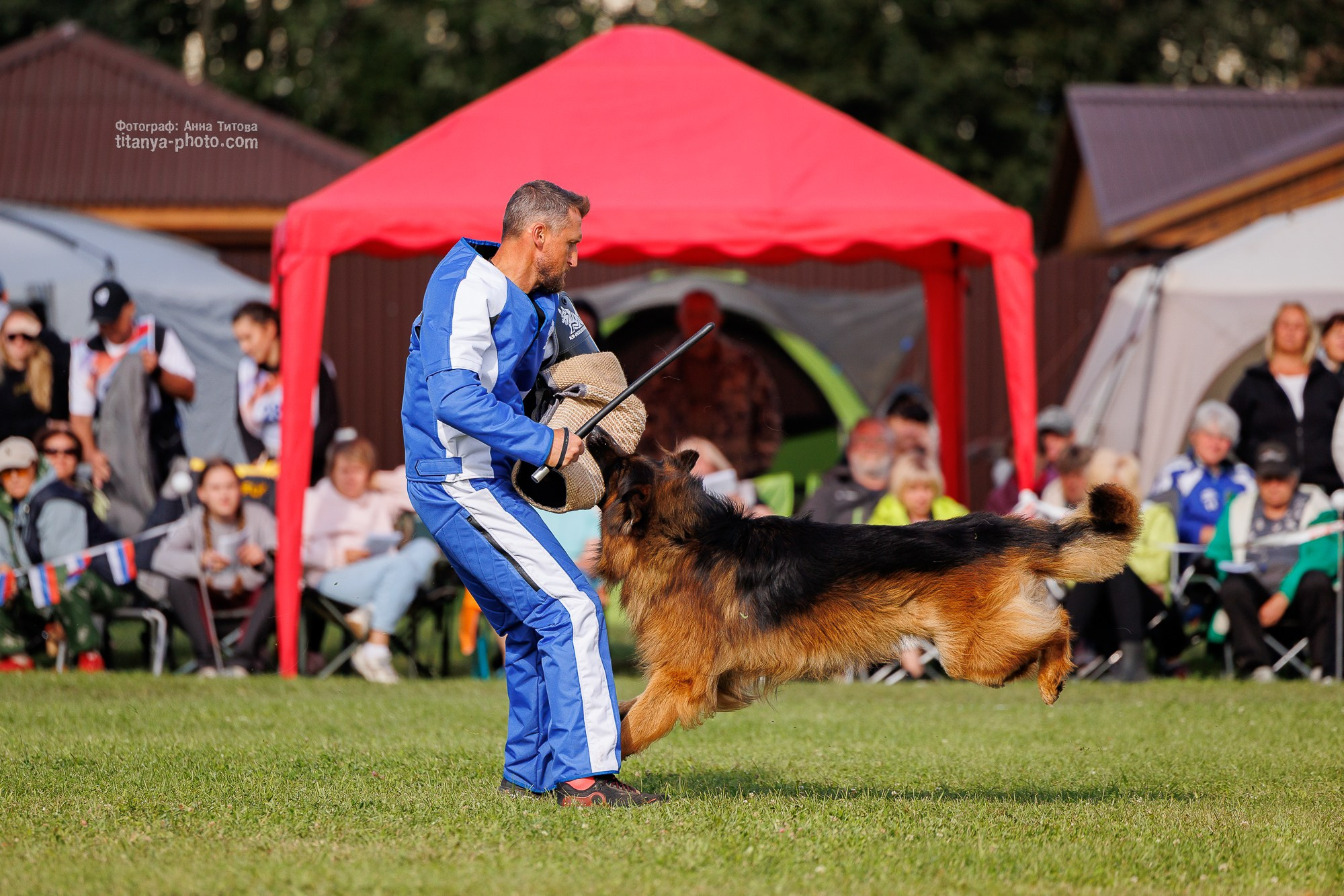 Немецкие овчарки: фото из рингов и вне ринга, мутпроба (фотографии с выставок). Фотограф собак, фотограф-анималист Аня Титова (Titanya). Москва