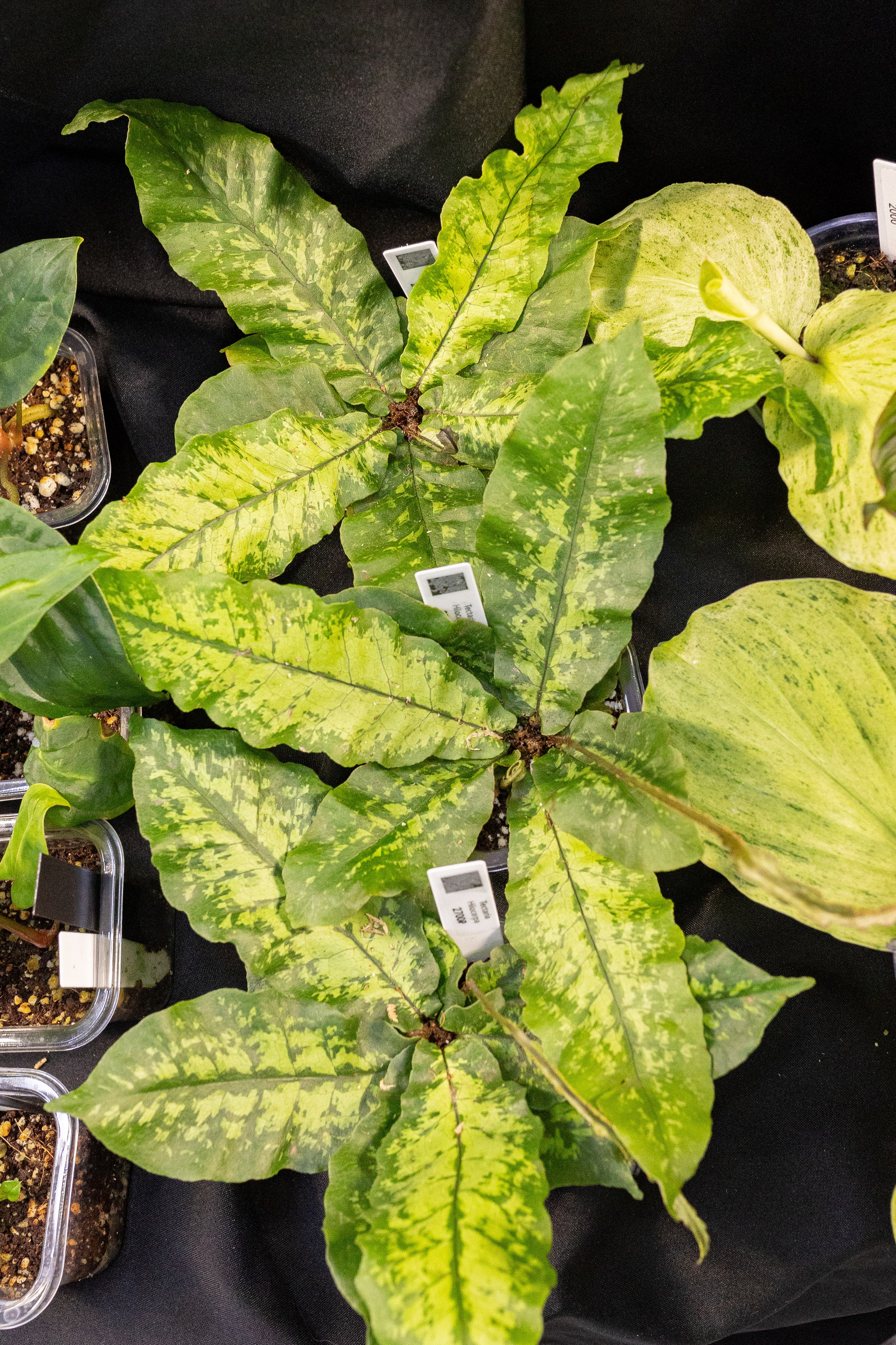 Монстериум 11–12 октября. Александра Куликова фотограф, Москва