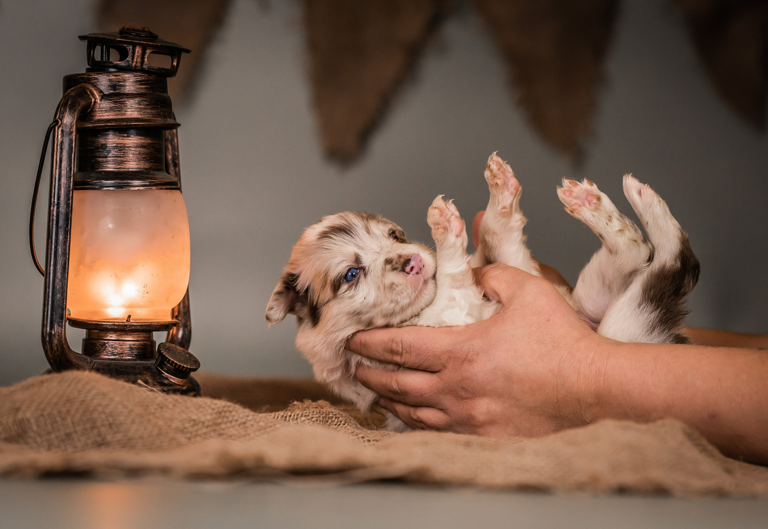 Фритсвит. Семейный фотограф Ефремова Виктория