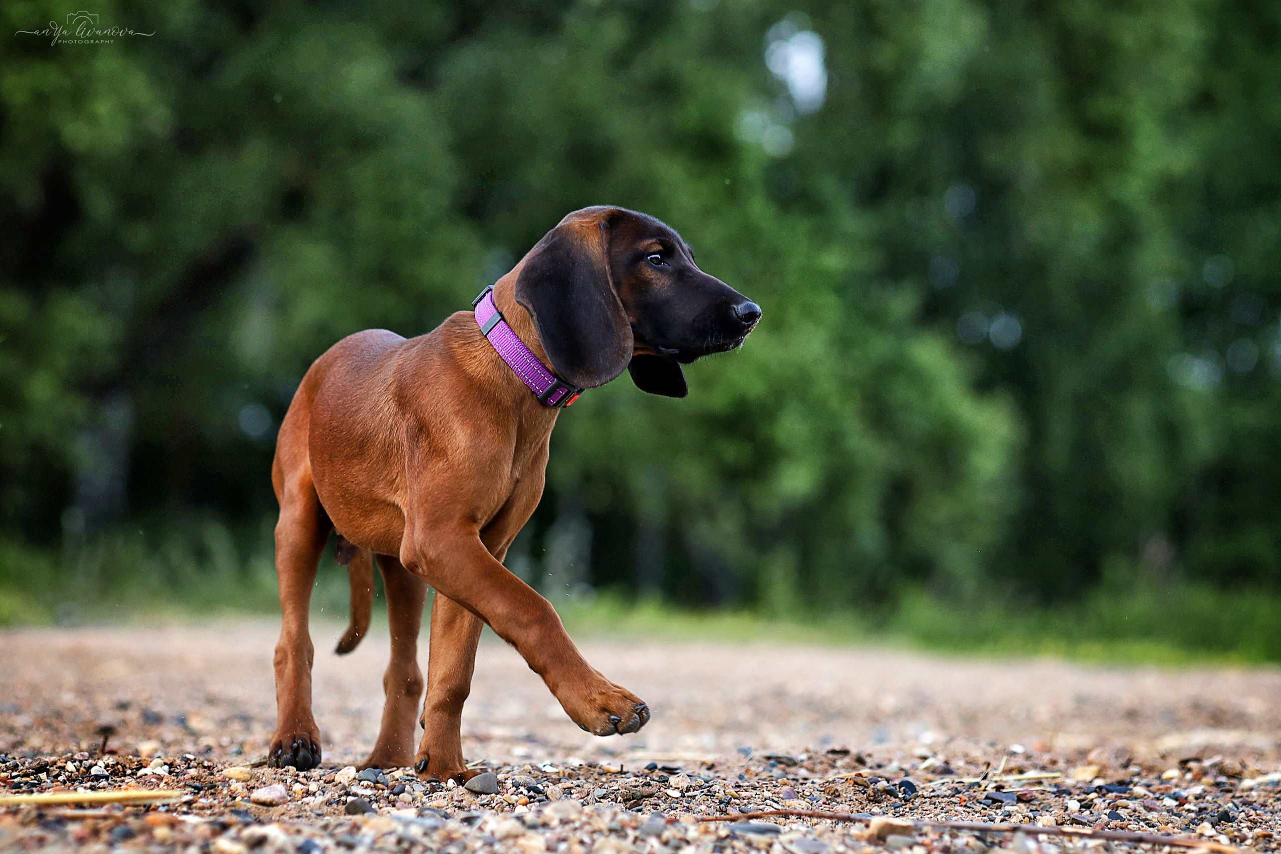 Баварчик. Фотограф анималист Аня Ливанова | Рыбинск