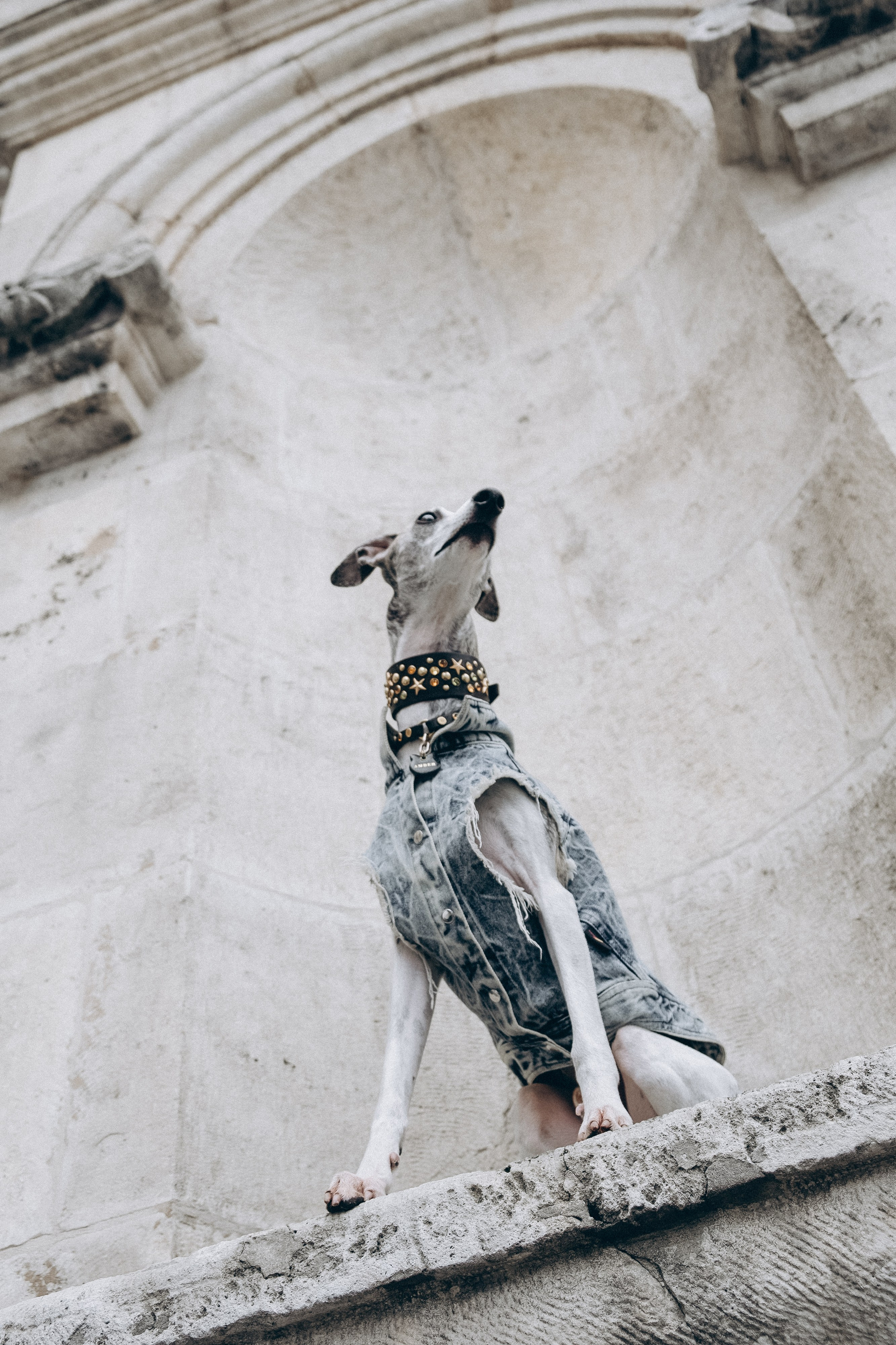 Animalism. Nataresso | фотограф Москва