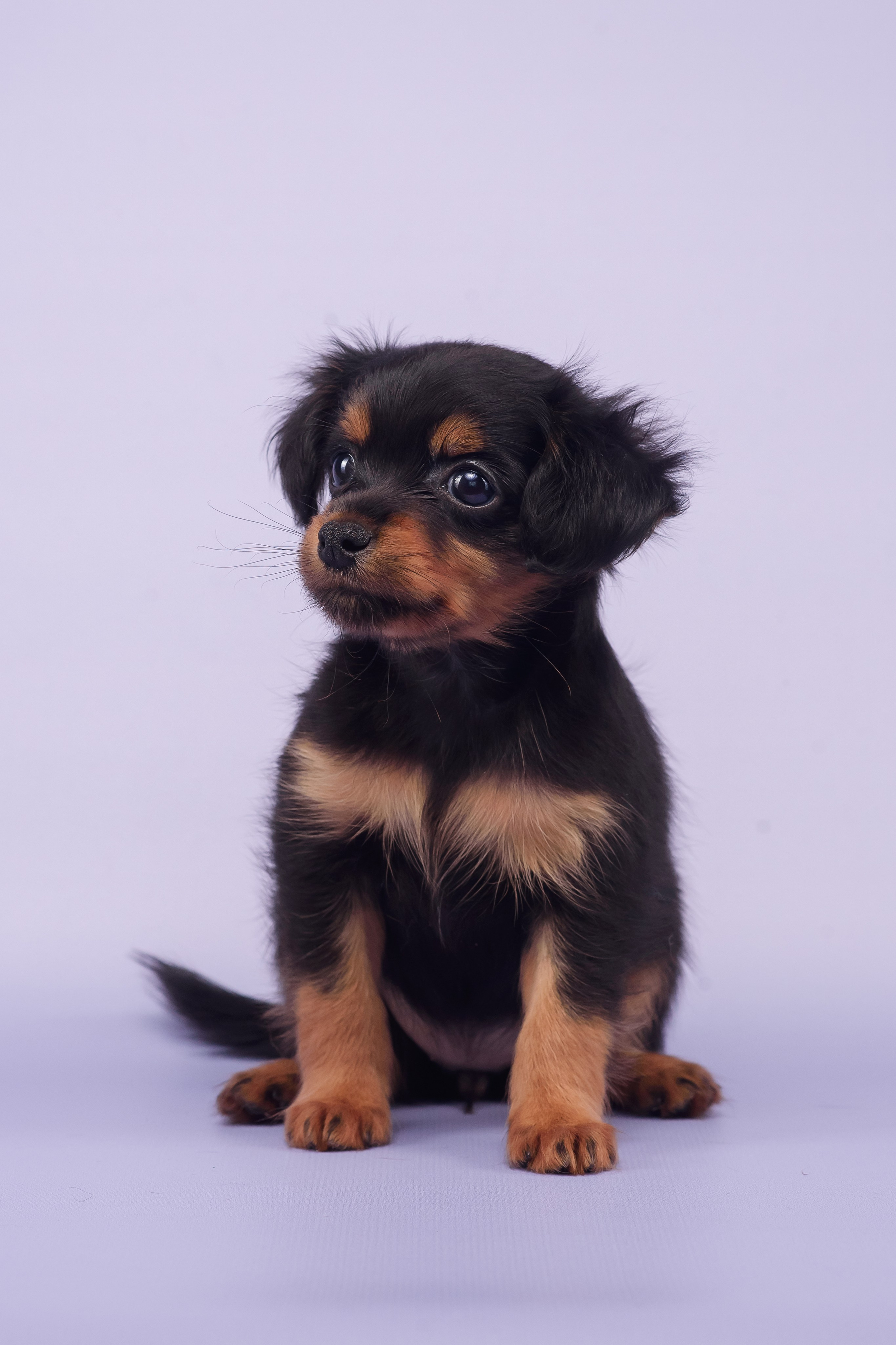 Малыши пражских крысариков — 30.07.2025. Фотограф — Анималист | Анна Абрамова