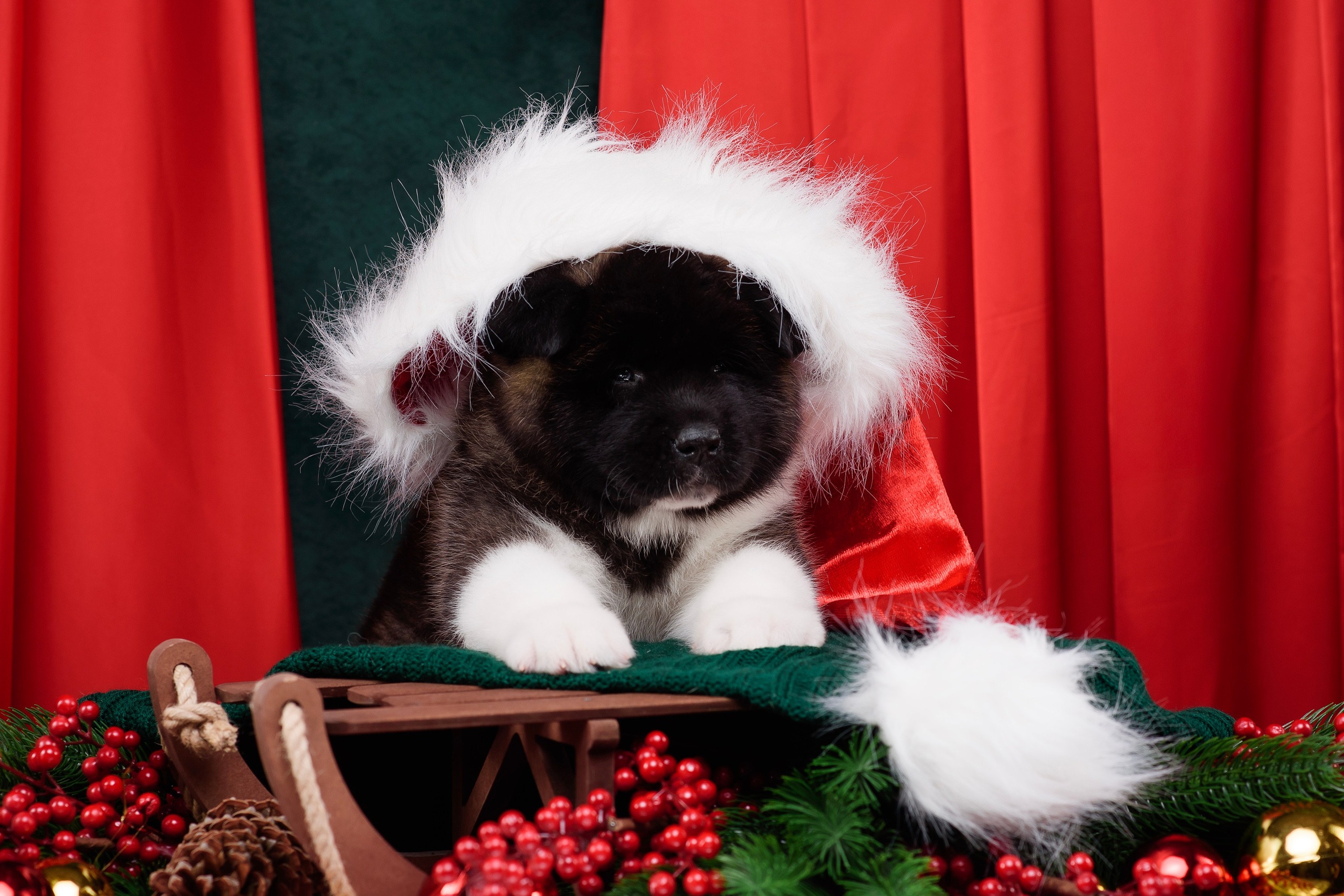 Щенки Американской Акиты. Фотограф — Анималист | Анна Абрамова