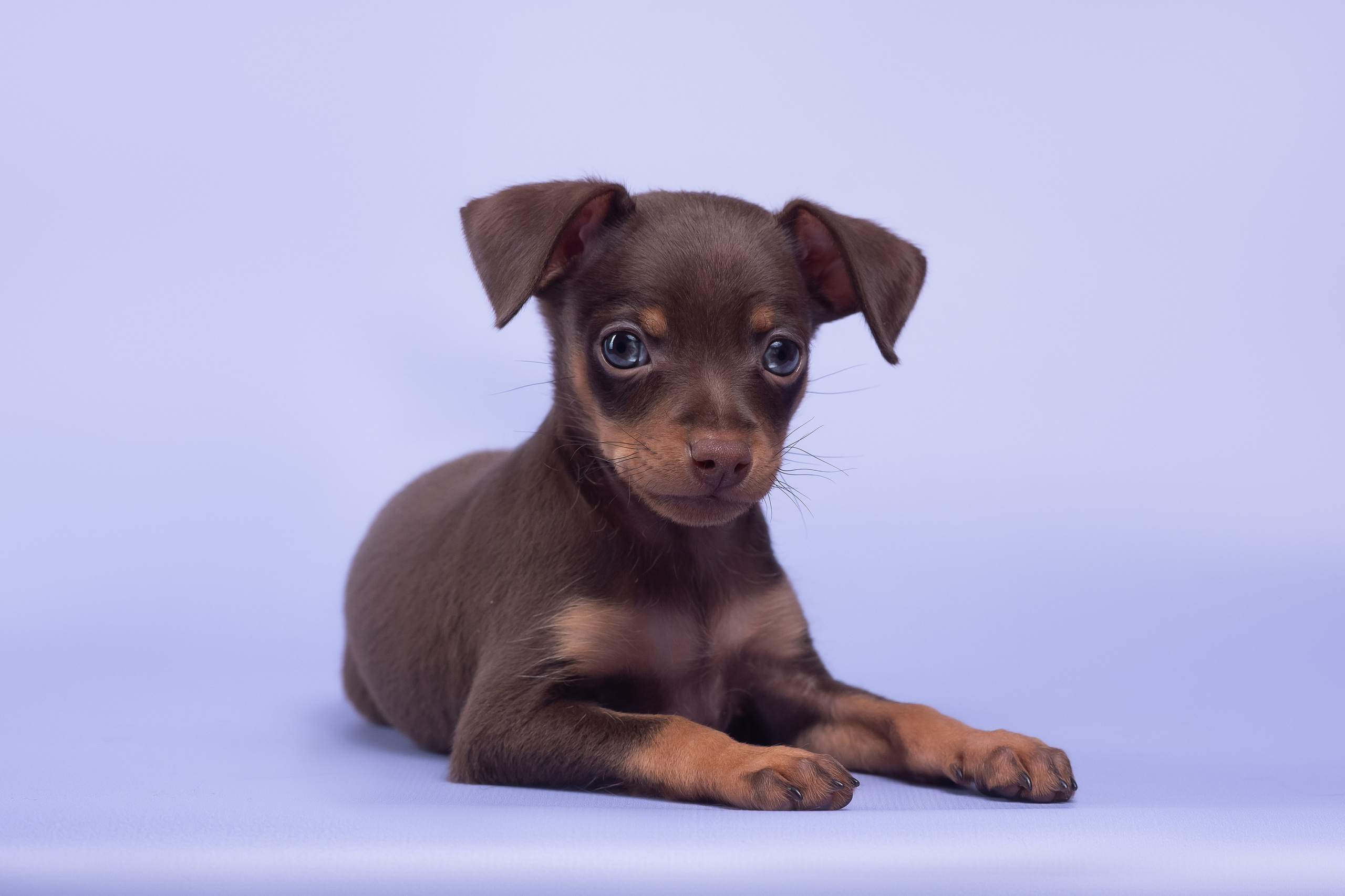 Пражские крысарики — 02.04.2025. Фотограф — Анималист | Анна Абрамова