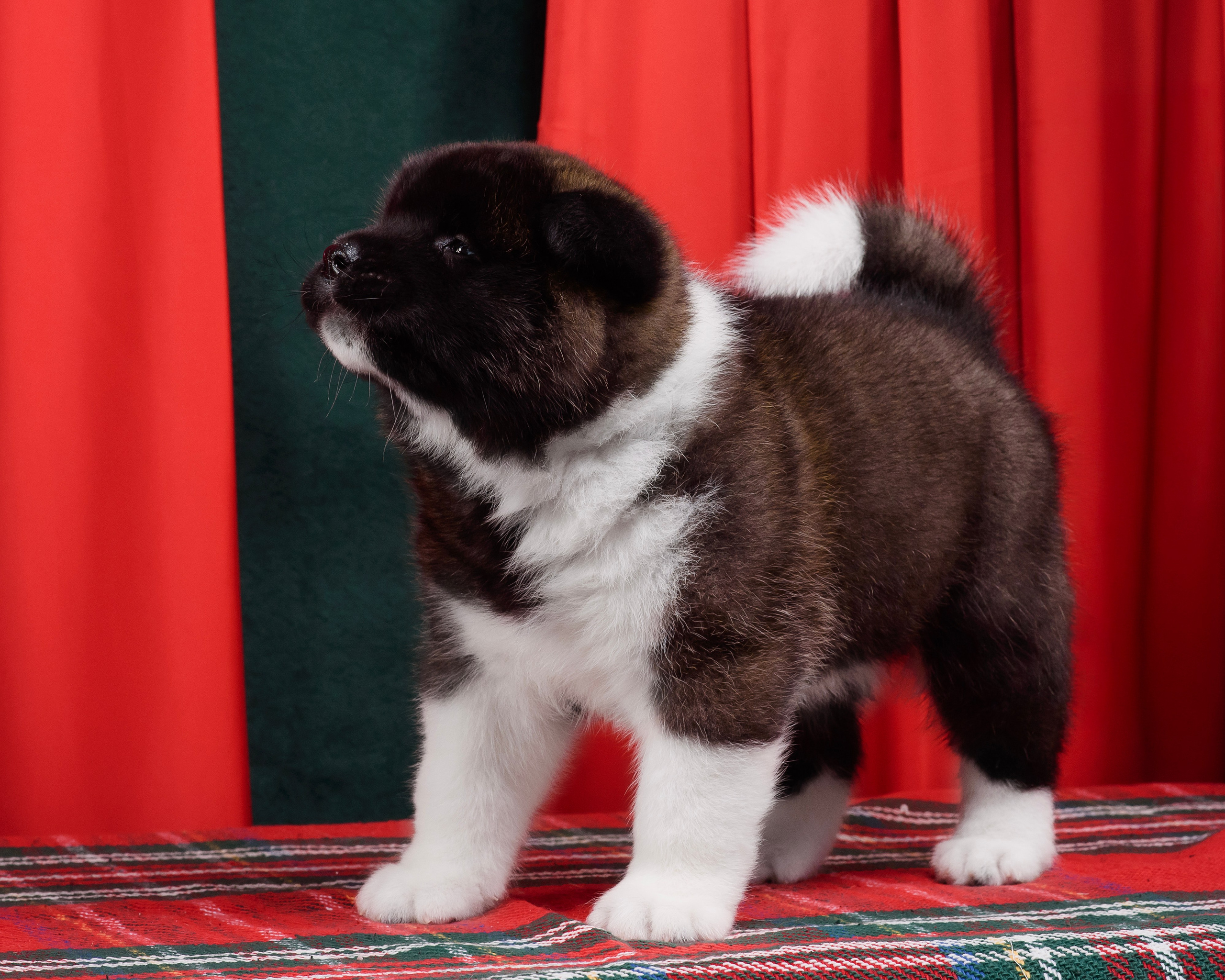 Щенки Американской Акиты. Фотограф — Анималист | Анна Абрамова