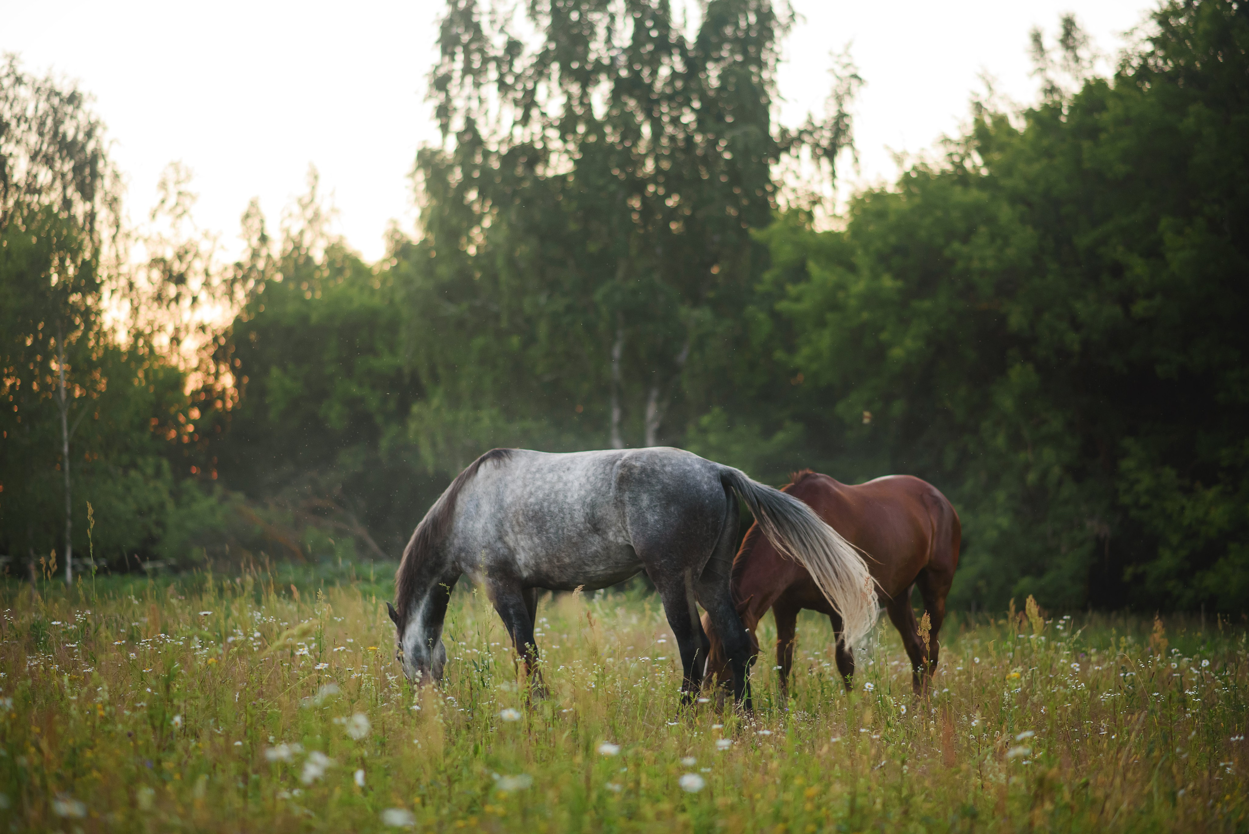Дакар и Рамина — 29.06.2024. Фотограф — Анималист | Анна Абрамова